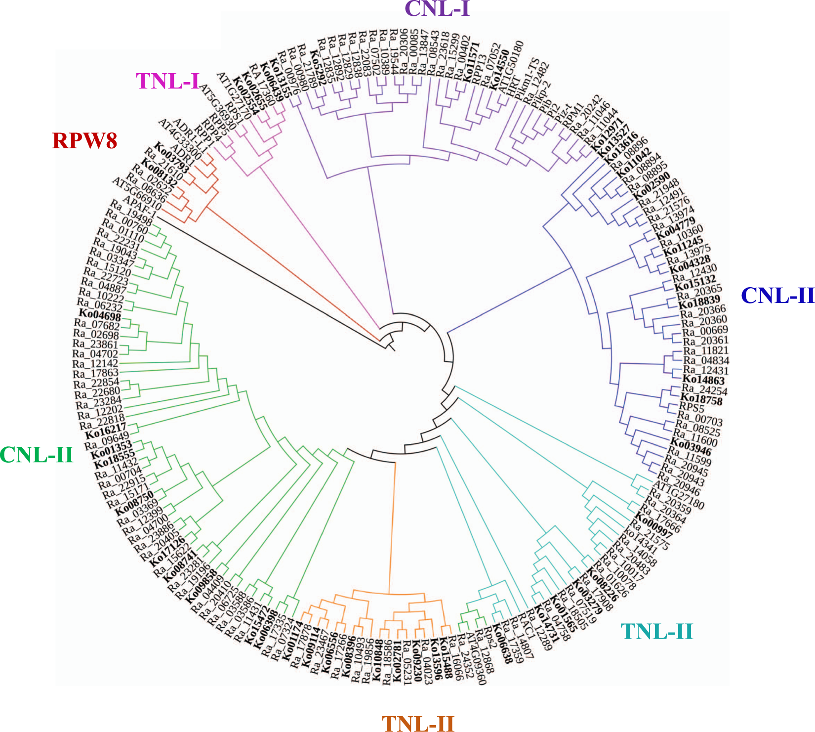 Fig. 7: Phylogenetic reconstruction of the NLR proteins in K. obovata and R. apiculata.