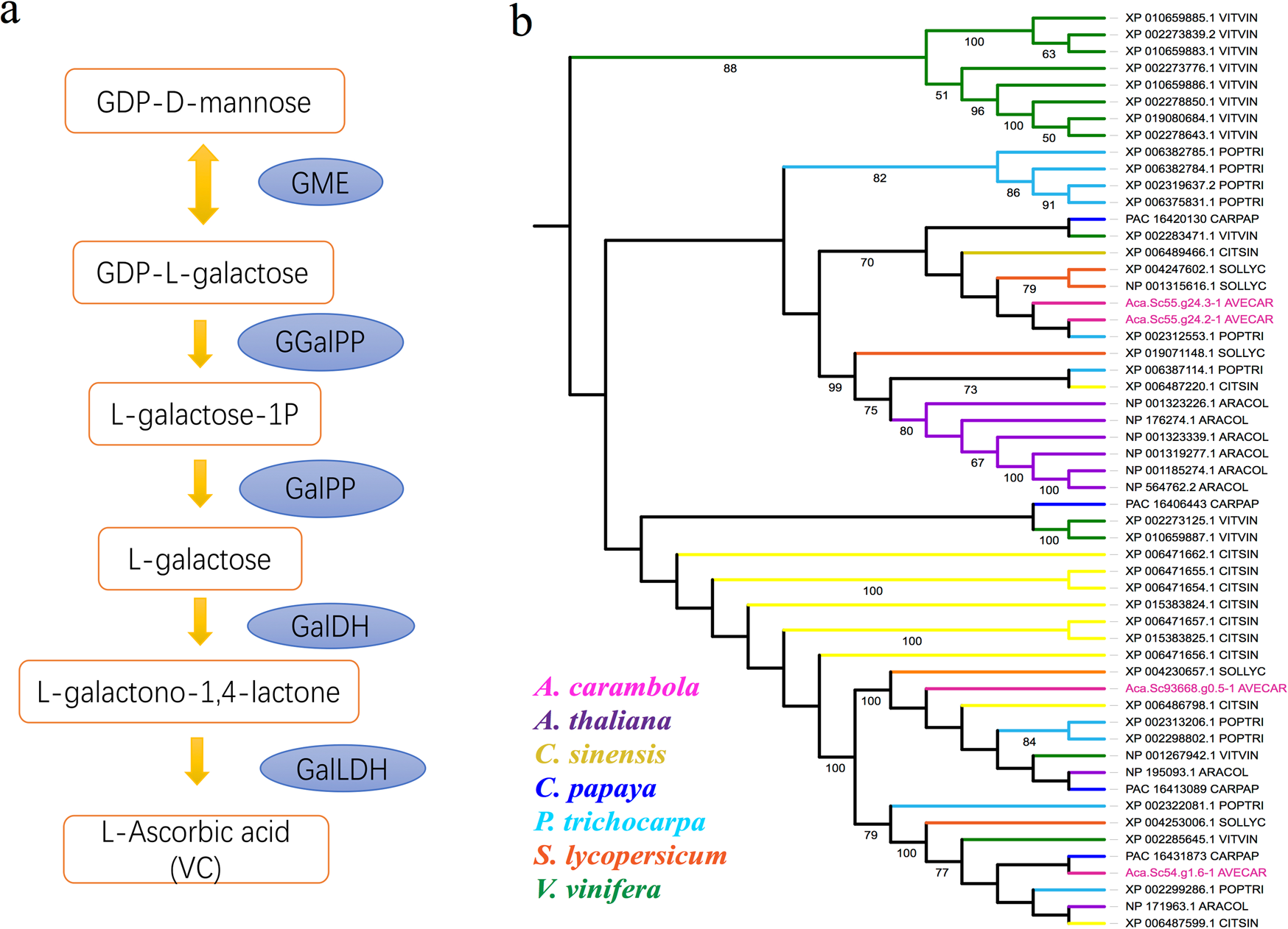 Fig. 3: Genes involved in vitamin C metabolism.
