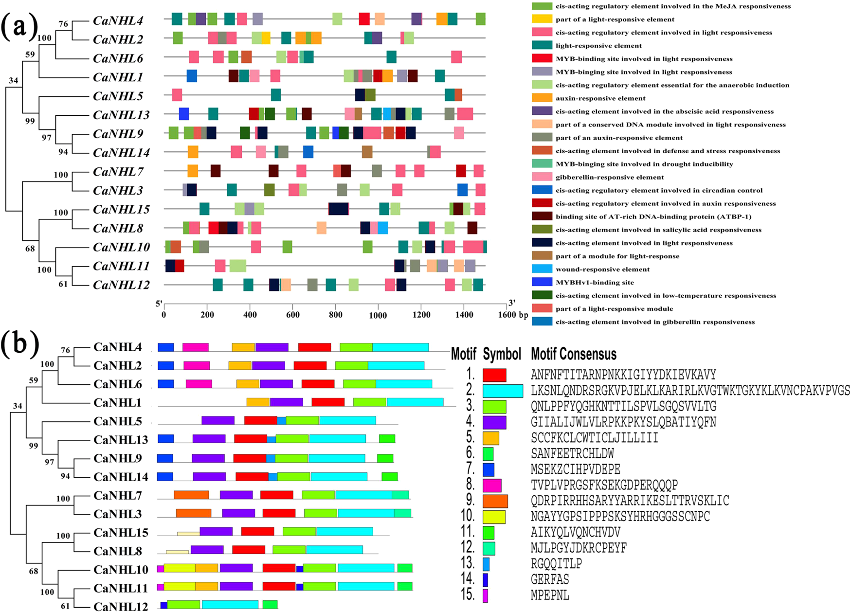 Fig. 2: Schematic representations of the predicted regulatory elements and the conserved motifs in the CaNHL family.