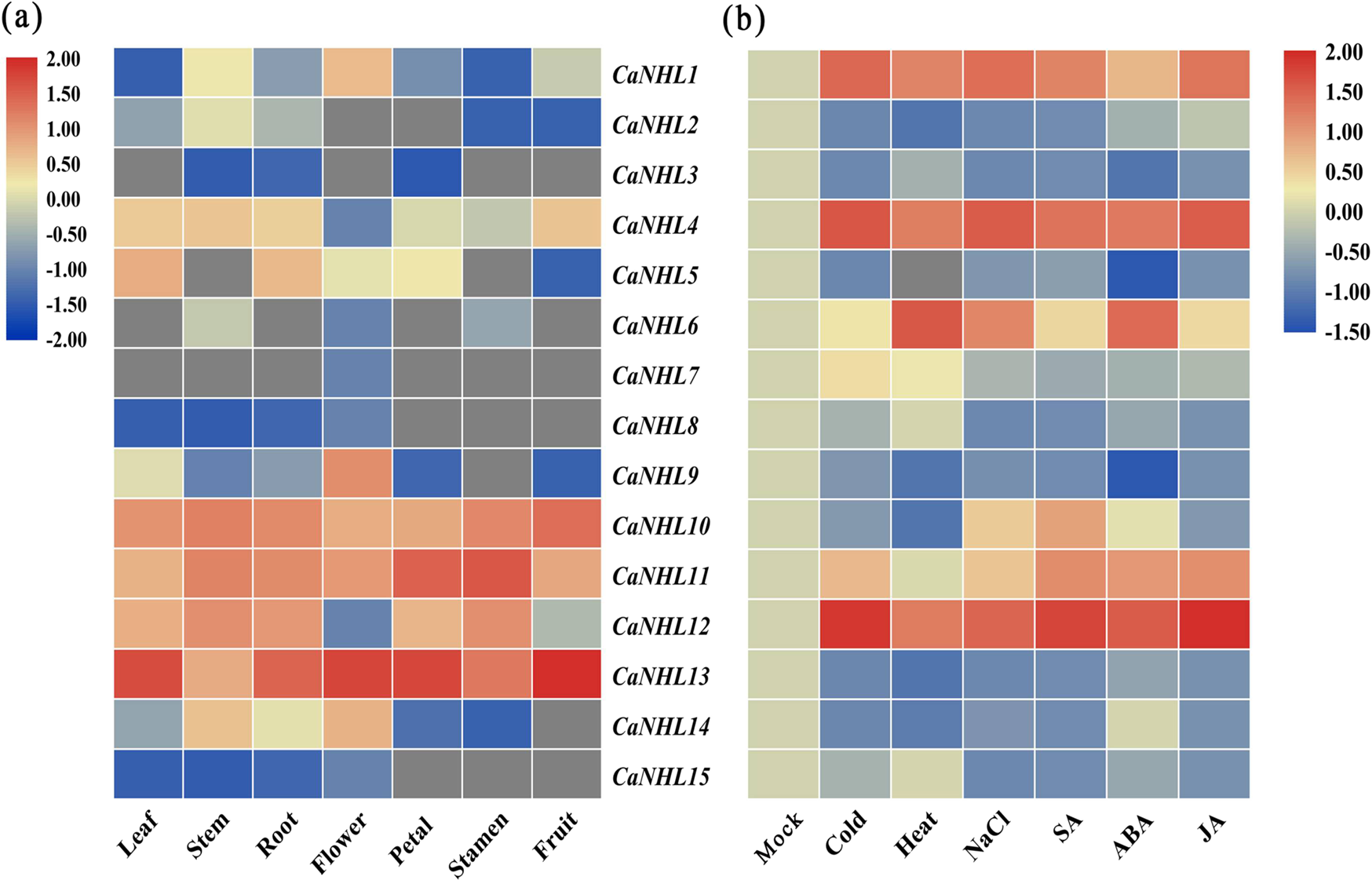 Fig. 3: Heat map showing differential expression of CaNHL genes based on an RNA-seq transcriptomic analysis.