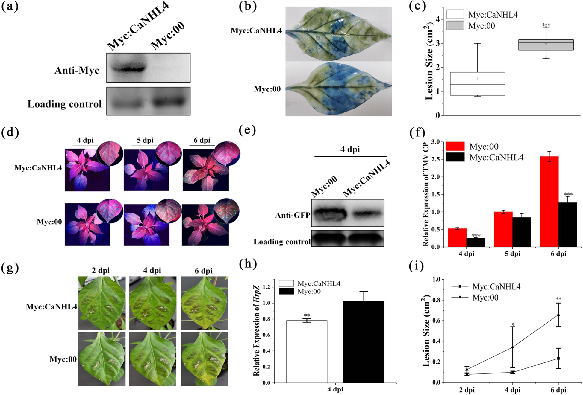 Fig. 7: Transient overexpression CaNHL4 in pepper enhances resistance to P. capsici, TMV, and P. syringae.