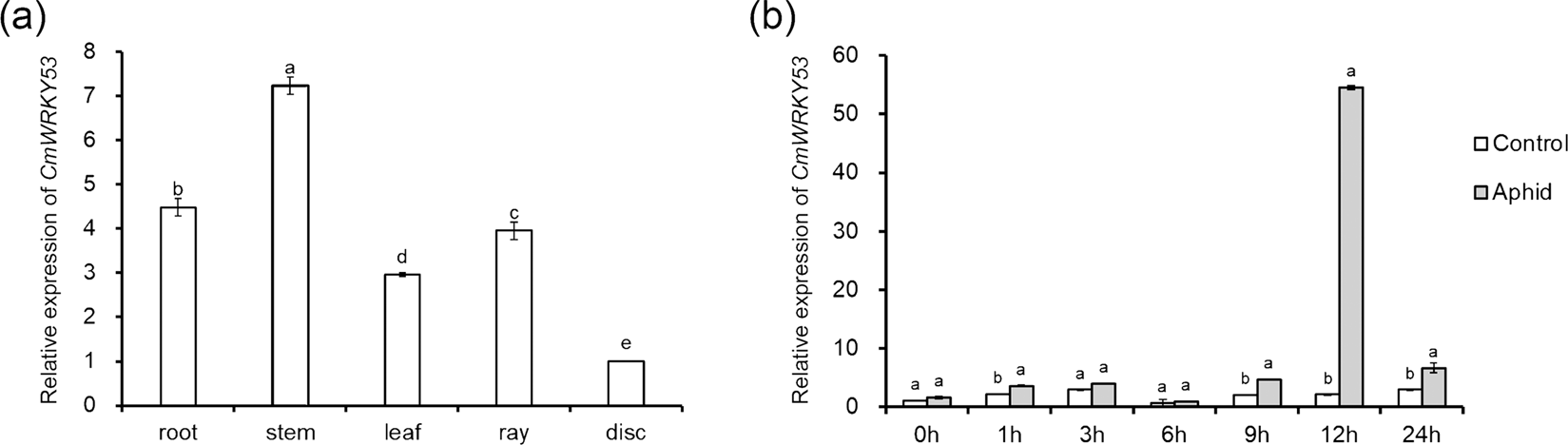 Fig. 4: Relative expression level of CmWRKY53.