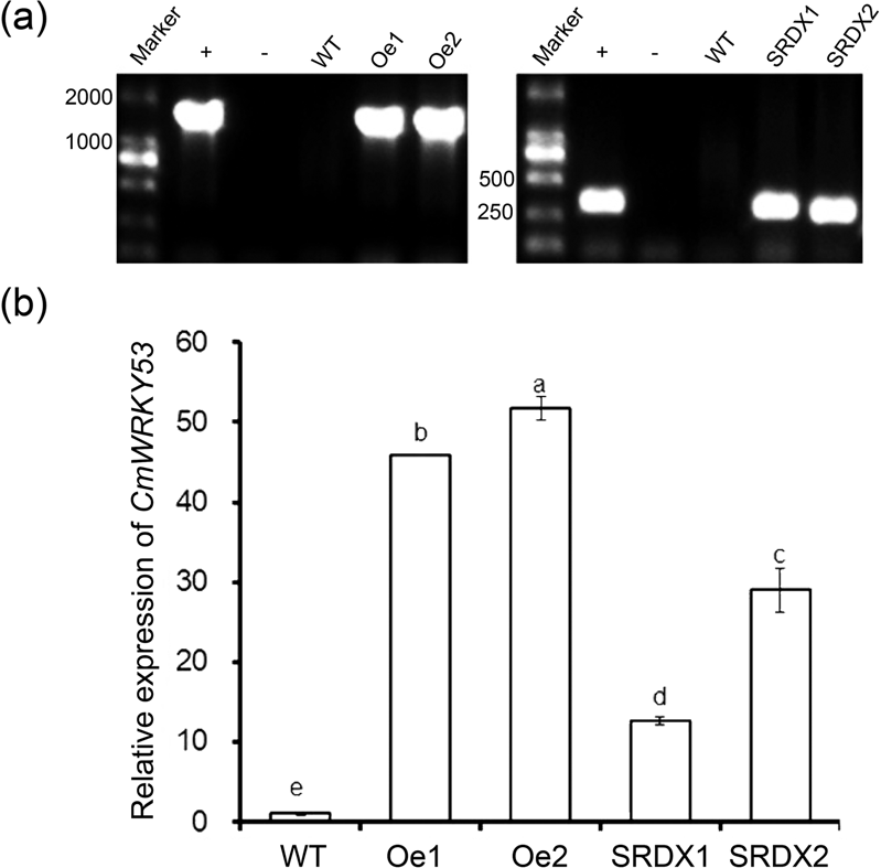 Fig. 5: Identification of CmWRKY53 transgenic plants.