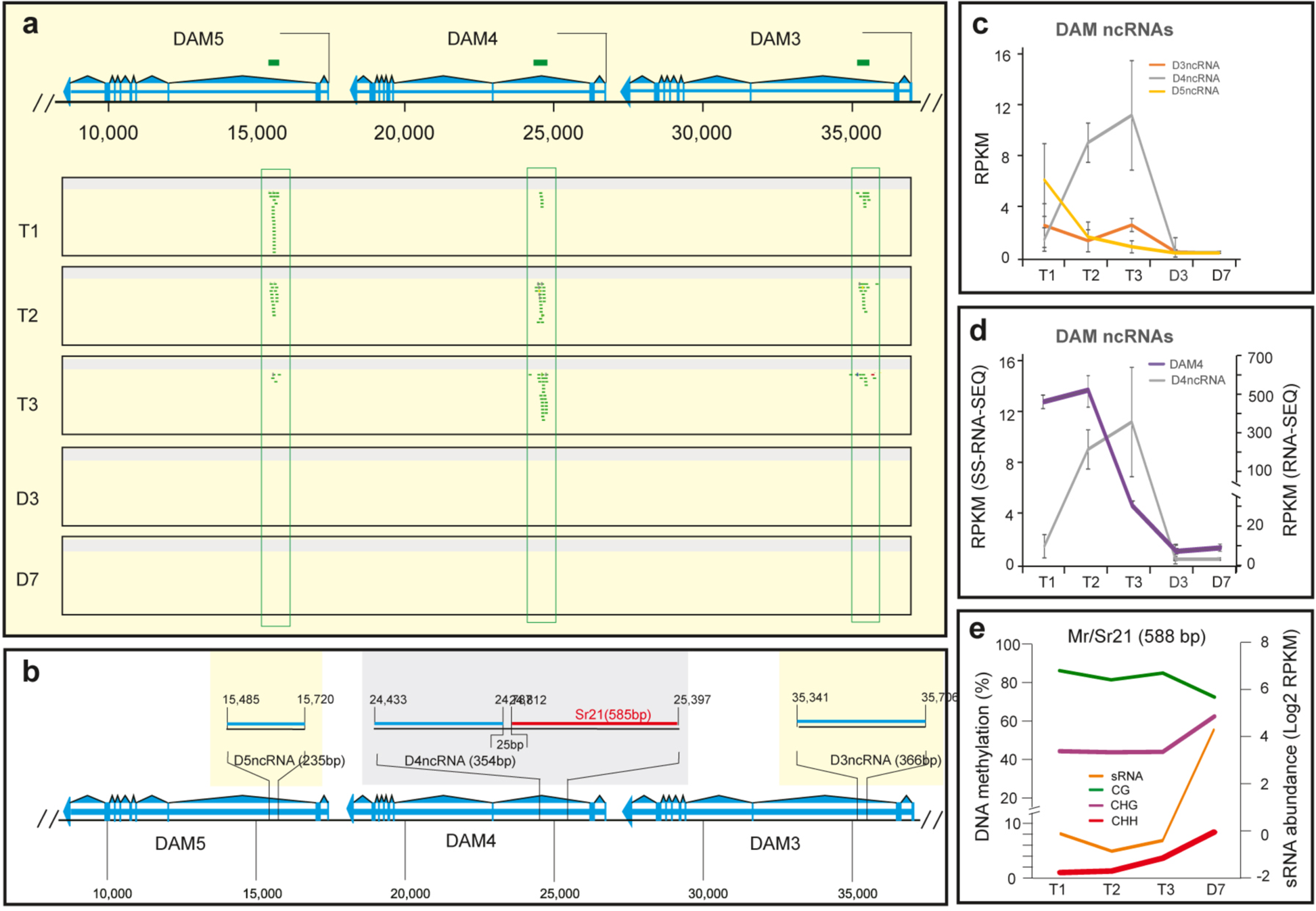 Fig. 5: Identification of noncoding RNAs (ncRNAs).
