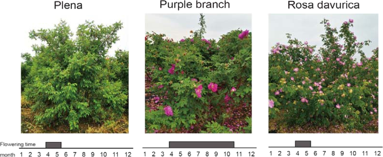 KSN heterozygosity is associated with continuous flowering of Rosa rugosa  Purple branch | Horticulture Research