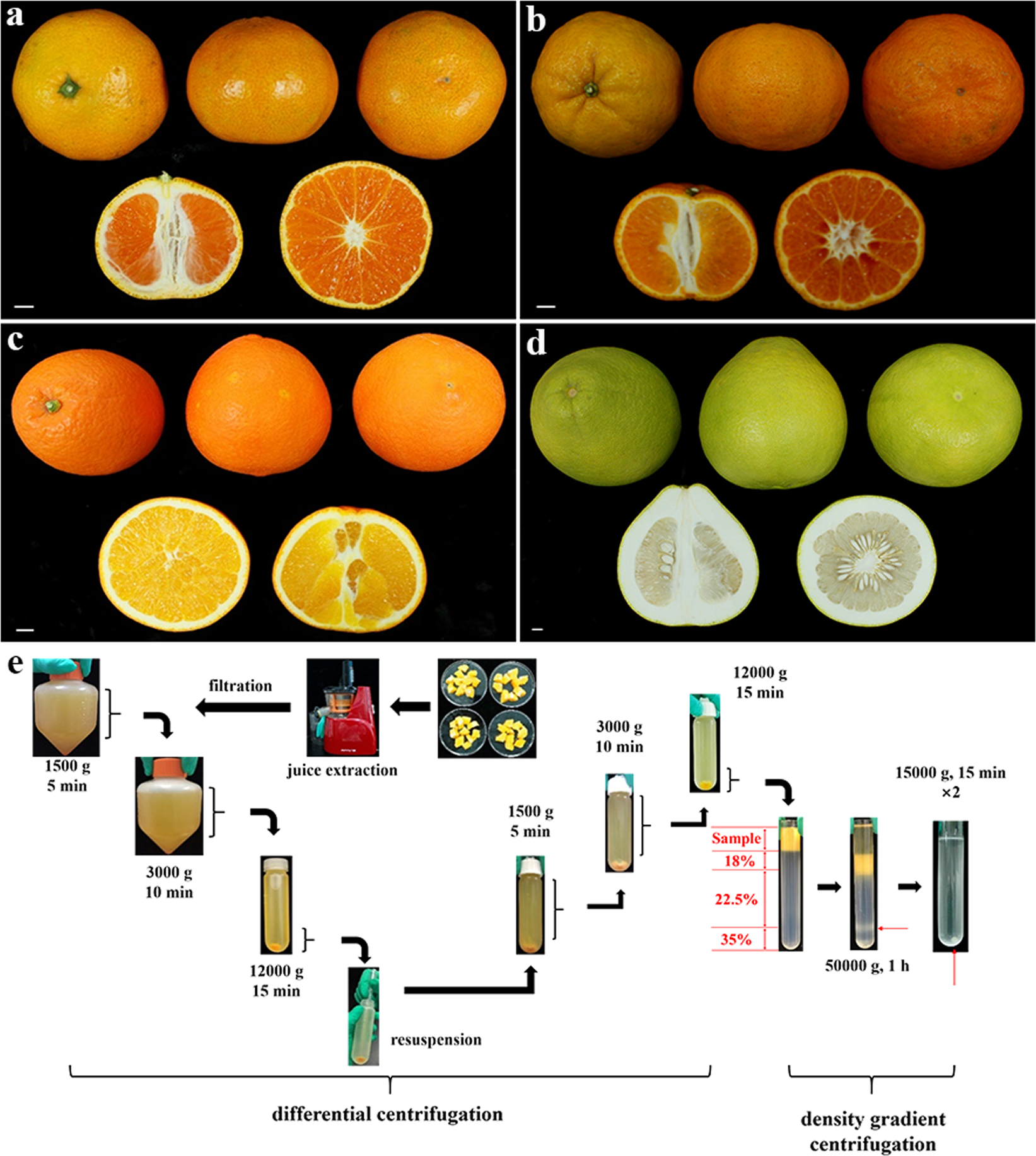 Fig. 1: Workflow diagram for the isolation and purification of mitochondria from the pulp of different citrus species.