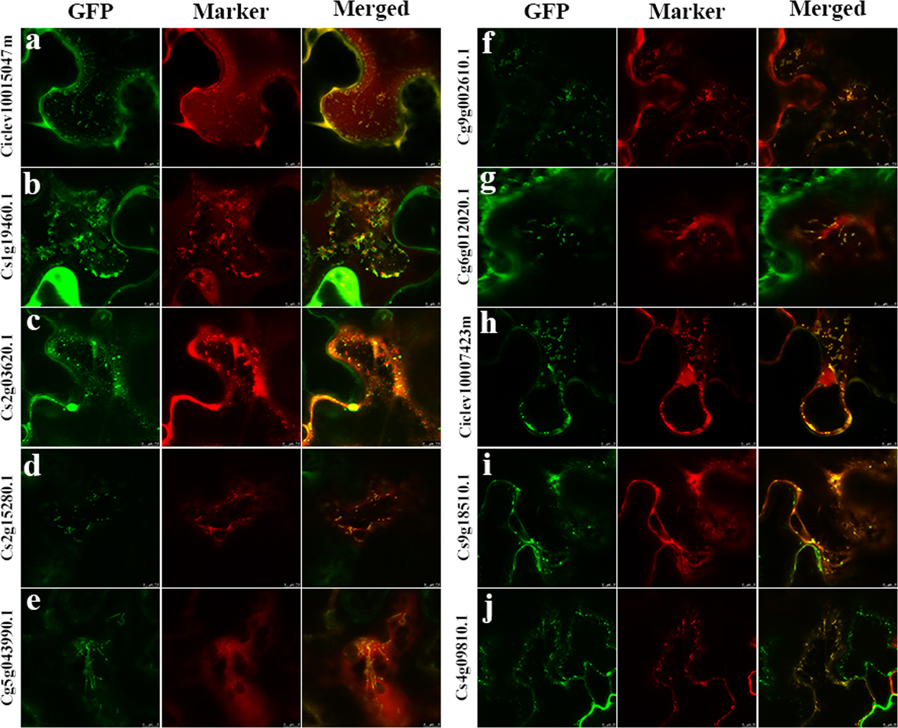 Fig. 6: Subcellular localization study of ten selected proteins identified in this study.