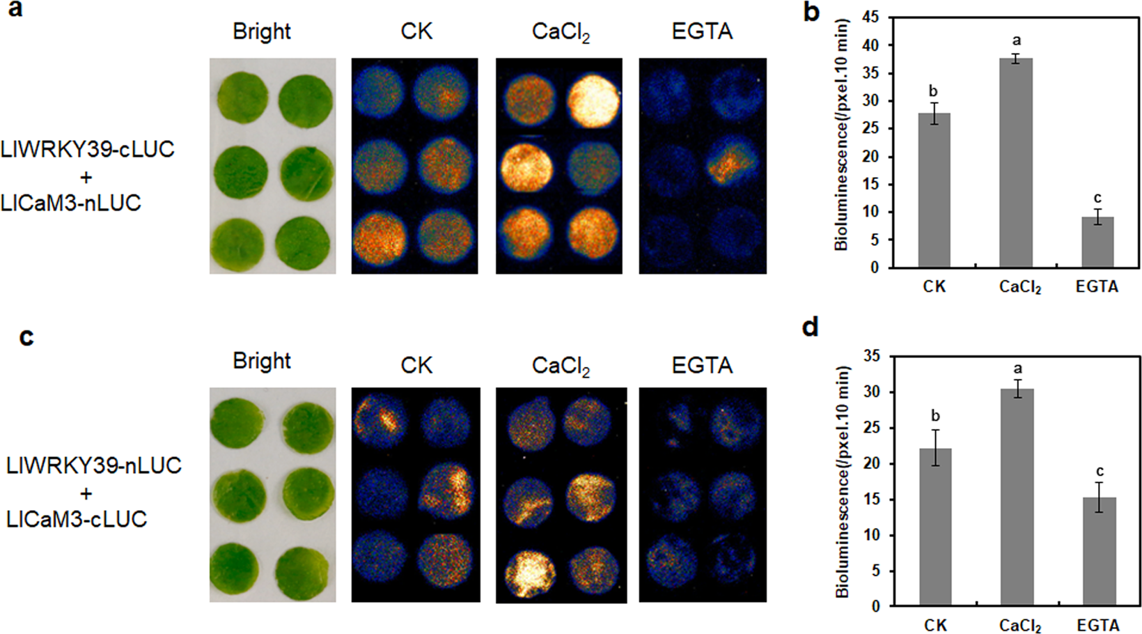 Fig. 3: Effects of CaCl2 and EGTA treatment on the interaction between LlWRKY39 and LlCaM3 in N. benthamiana leaves.