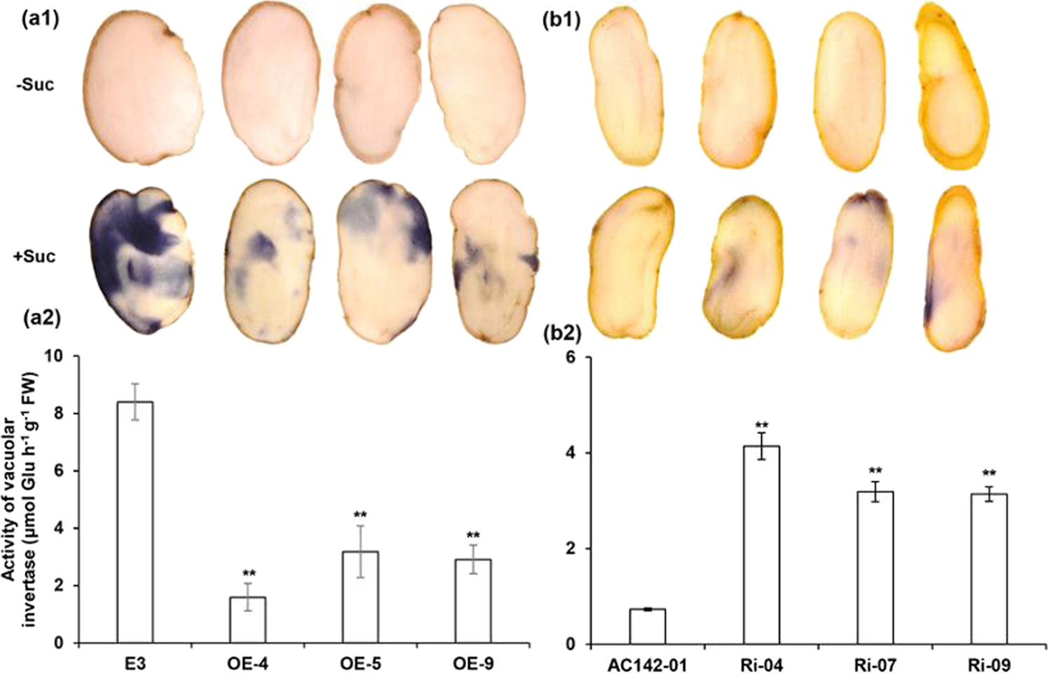 Fig. 4: Effects of StRAP2.3 transcription on VI activity in cold-stored potato tubers of transgenic lines.