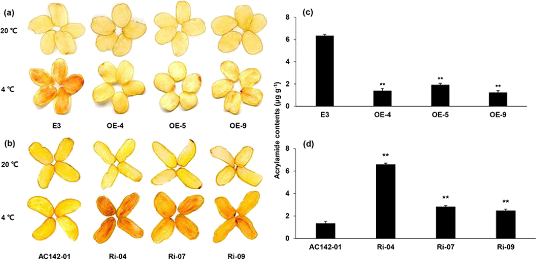 Fig. 5: Color of and acrylamide content in chips from transgenic and nontransgenic potato tubers.