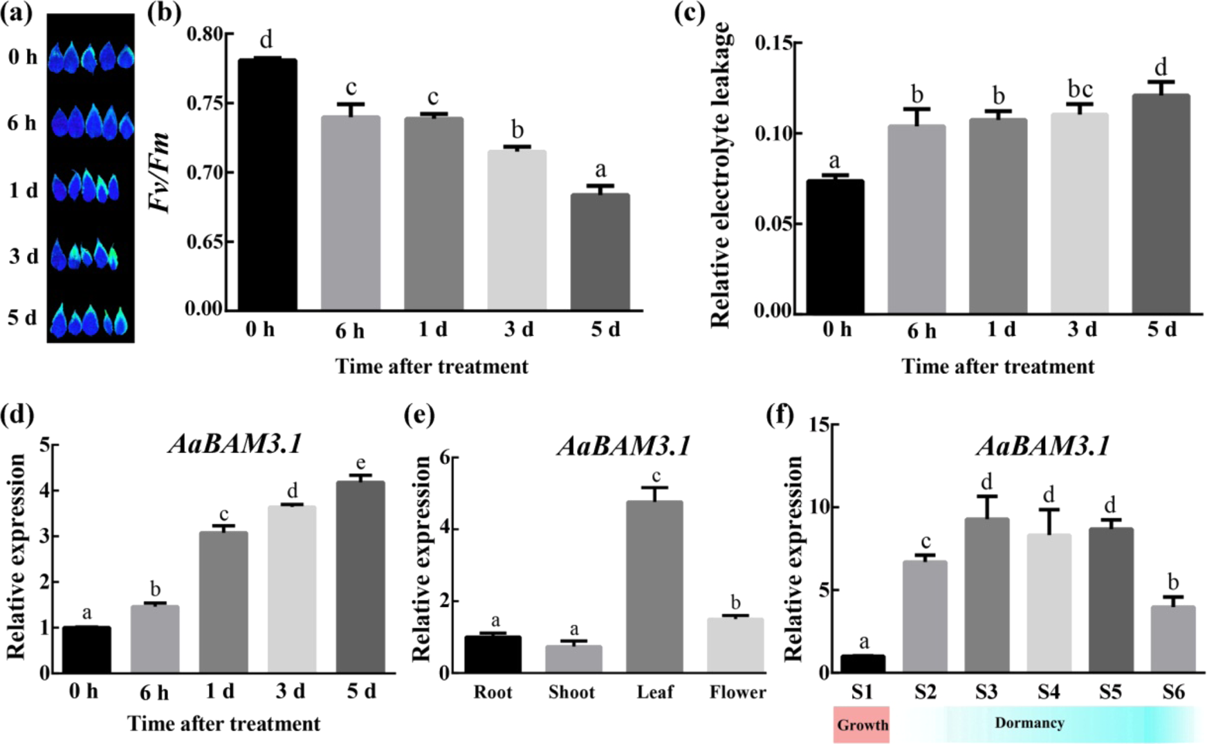 Fig. 1: Phenotypes of Actinidia arguta plants under cold stress and the expression of AaBAM3.1 in A. arguta in response to cold stress.