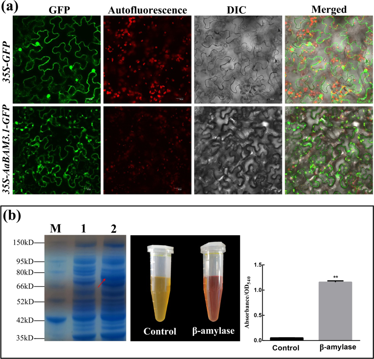 Fig. 2: Subcellular localization of AaBAM3.1-GFP and BAM activity in pGEX4T-1.