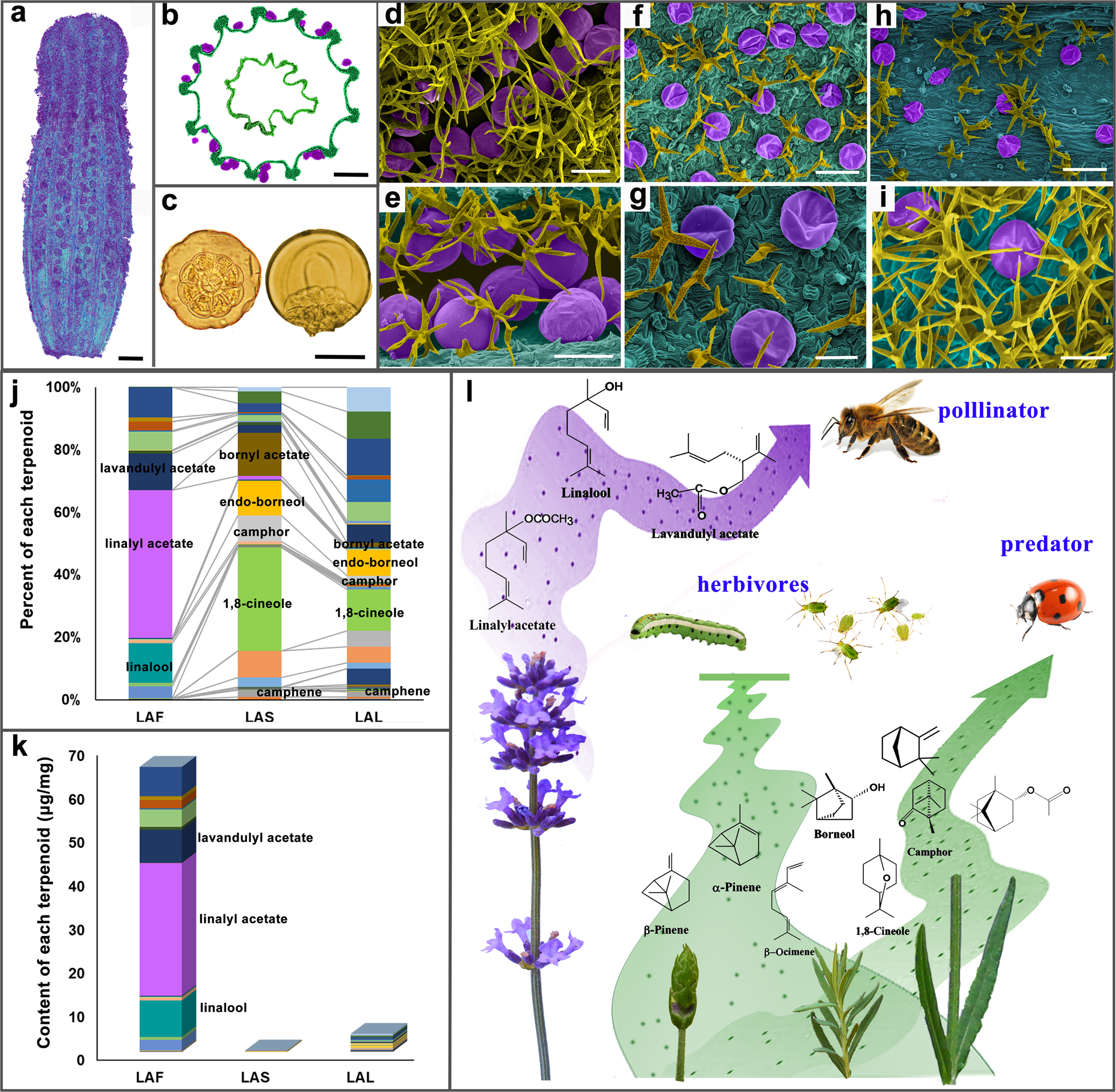 Fig. 3: The sites, types, contents, and putative functions of volatile production in lavender.