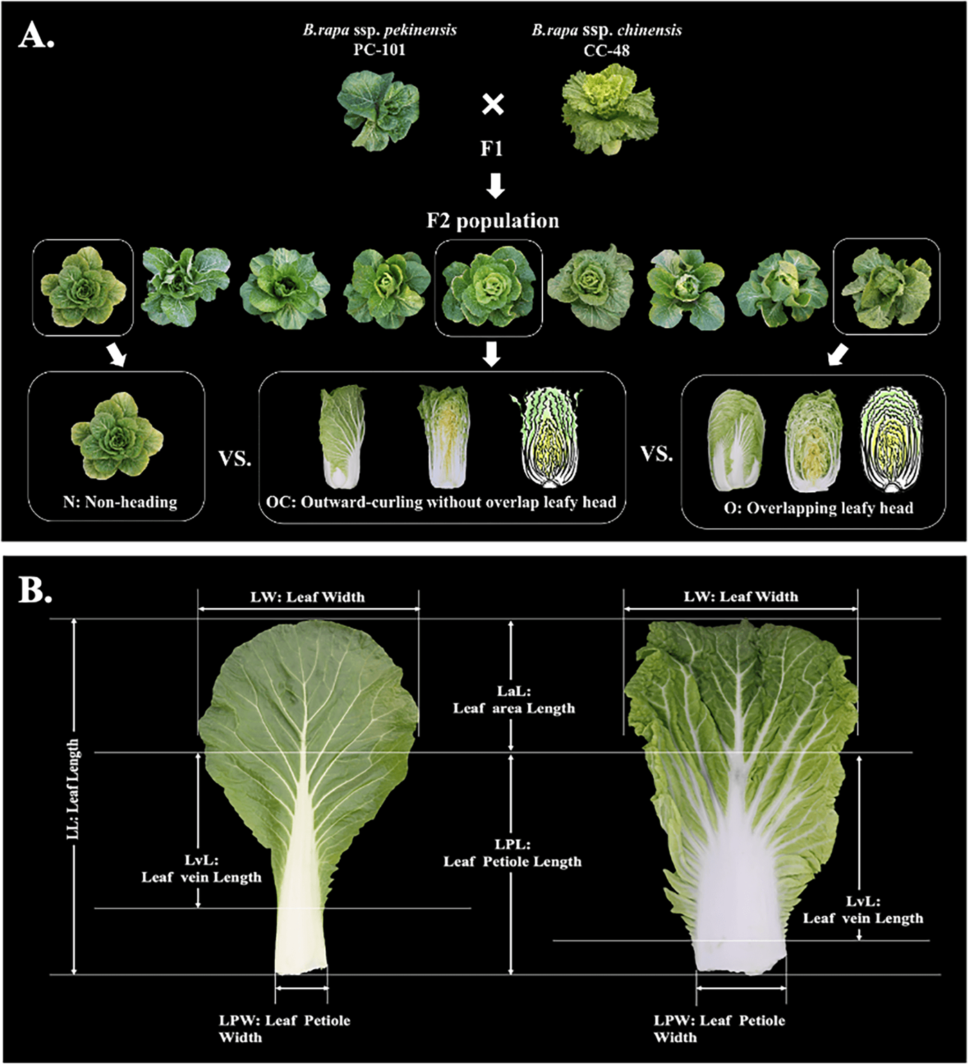Fig. 4: Construction and phenotype of the Chiense cabbage F2 population.