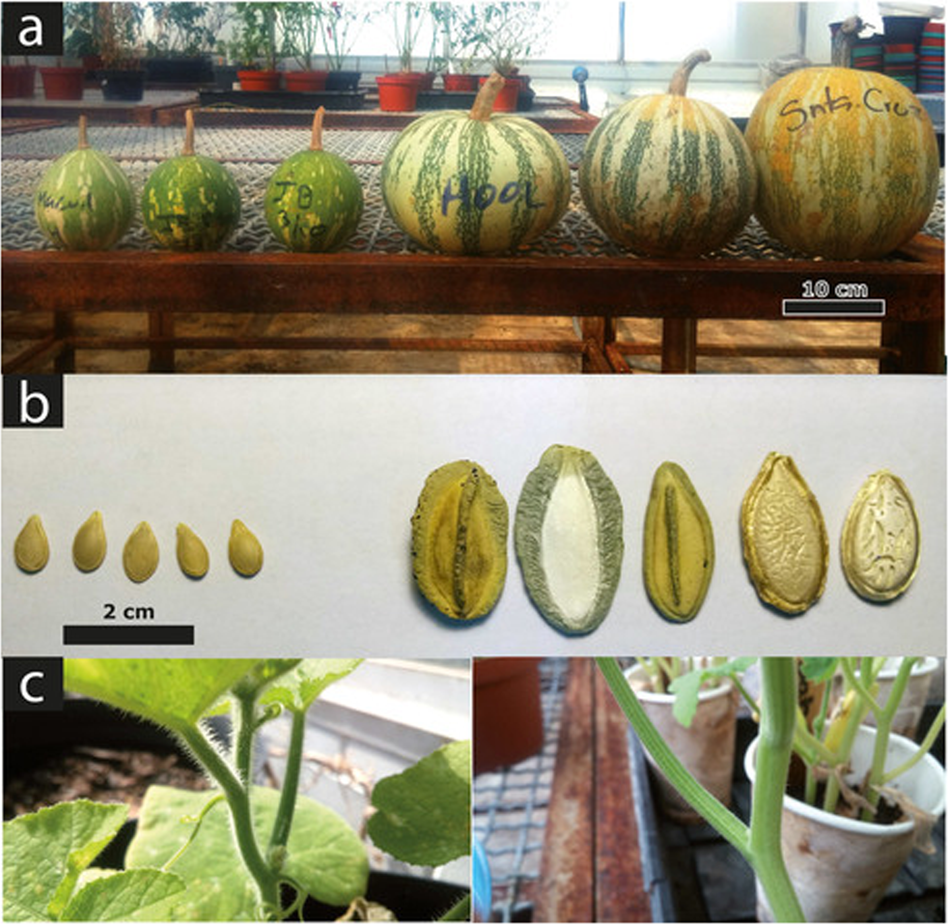 Fig. 1: Some morphological differences between C. argyrosperma subsp. sororia (left) and C. argyrosperma subsp. argyrosperma (right).