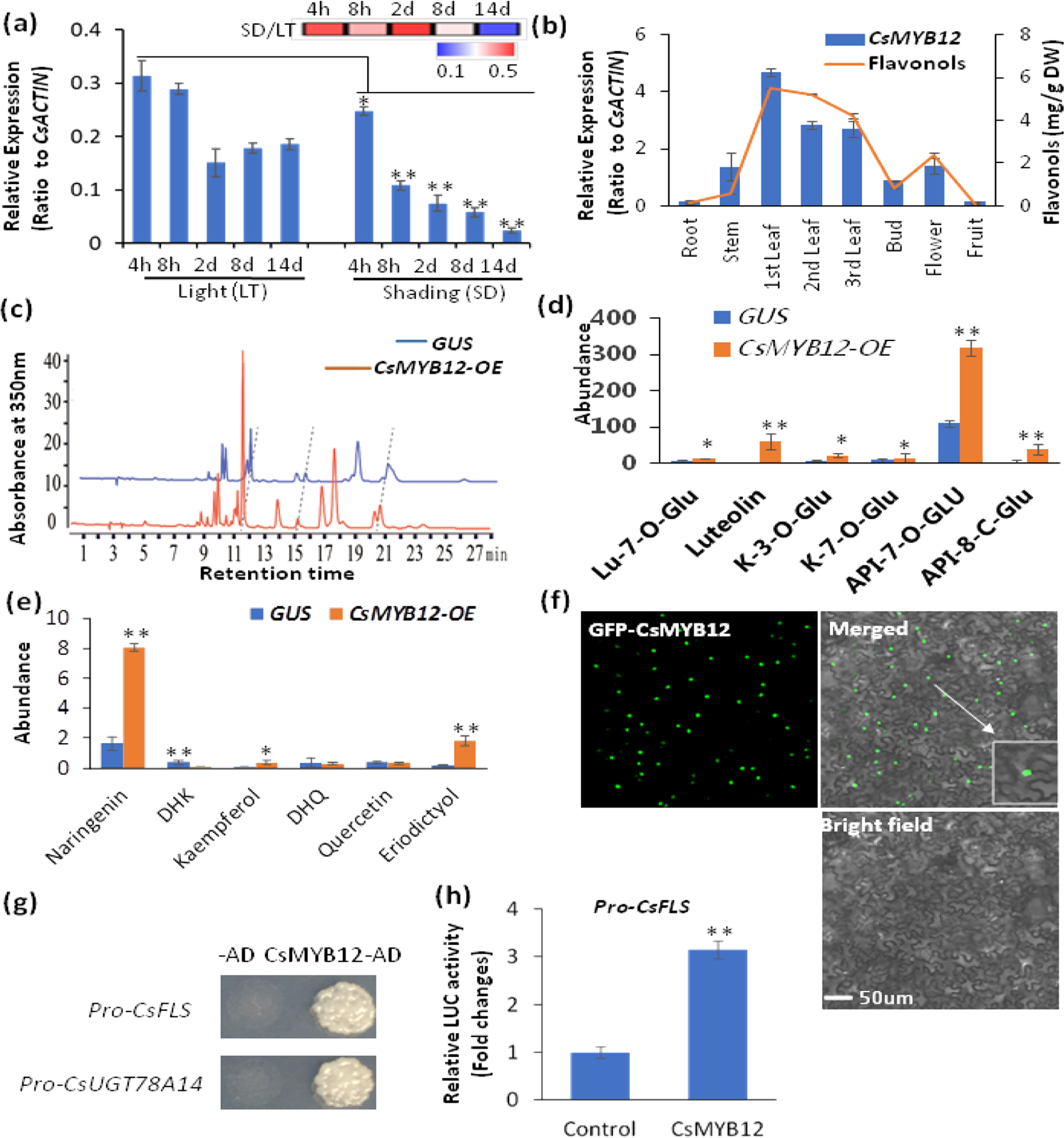 Fig. 3: CsMYB12 mediated light-induced flavonol biosynthesis.
