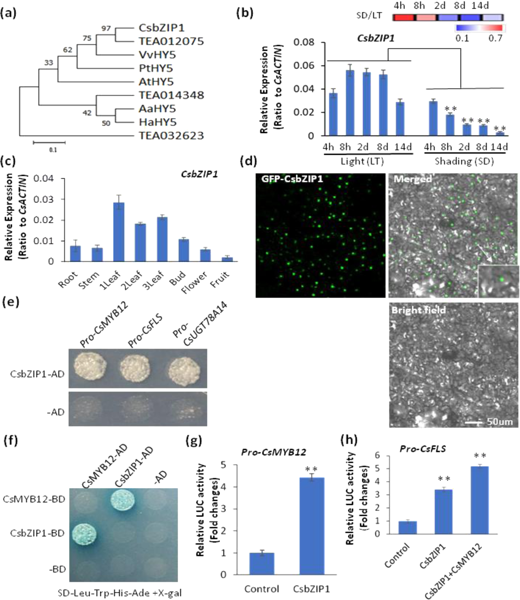 Fig. 4: CsbZIP1 regulated flavonol pathway genes in tea plants.