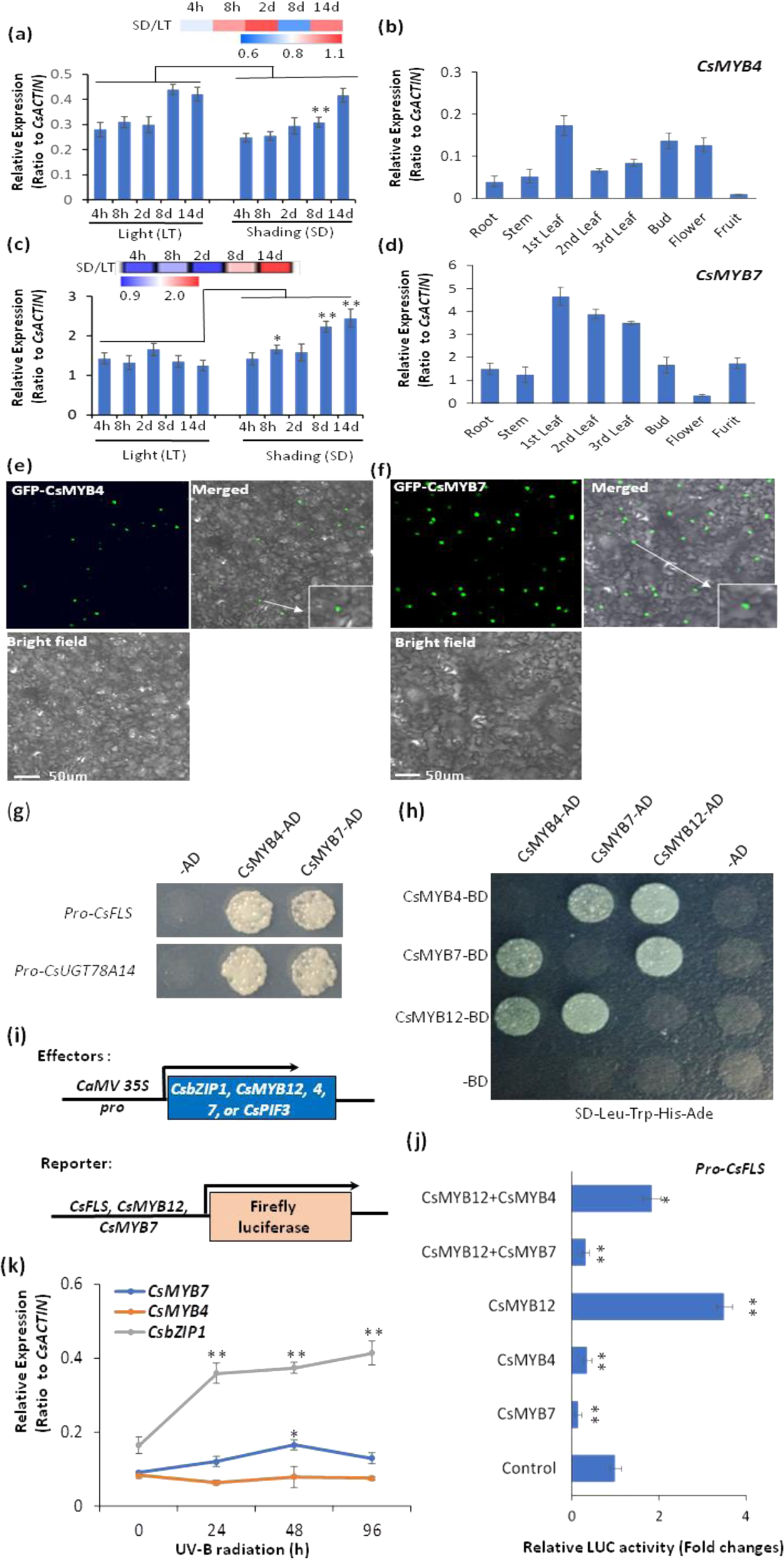 Fig. 5: CsMYB4 and CsMYB7 repressors mediated shading-induced repression of flavonol biosynthesis.