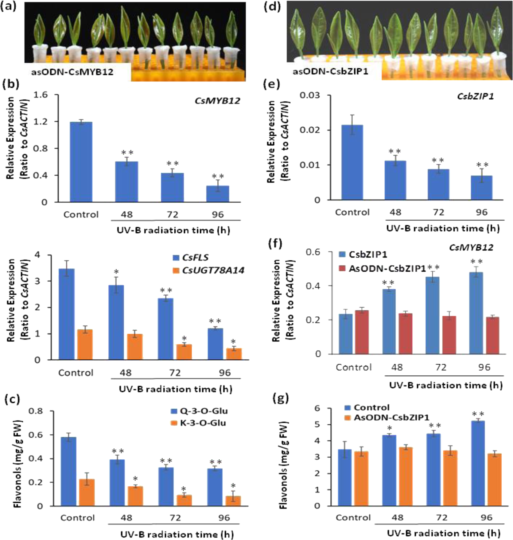 Fig. 7: Suppression of CsMYB12 and CsbZIP1 in tea plant shoot tips affected flavonol production.
