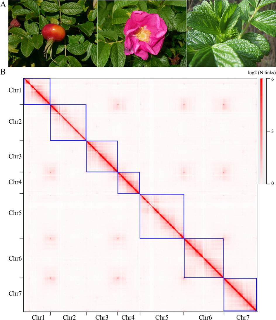 A chromosome-level genome assembly of rugged rose (Rosa rugosa) provides  insights into its evolution, ecology, and floral characteristics |  Horticulture Research