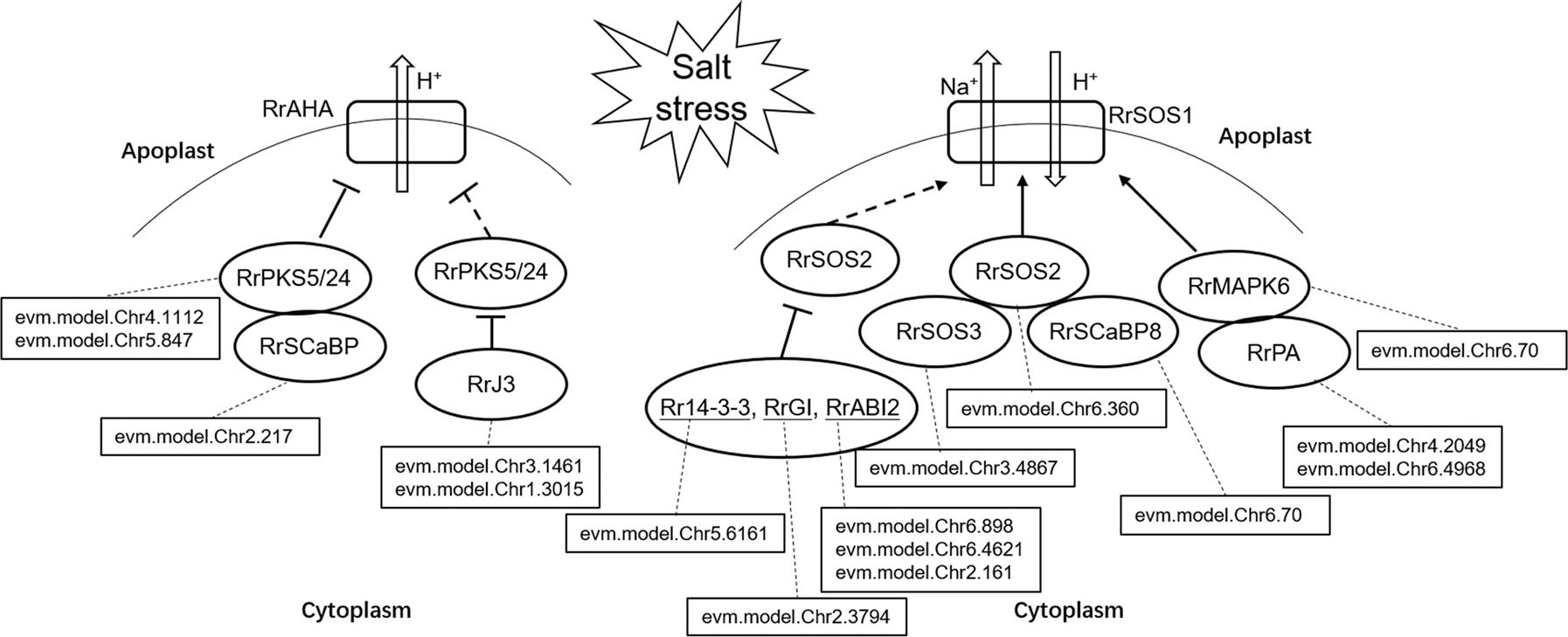 Fig. 7: The deduced salt stress response signaling pathway in R. rugosa.