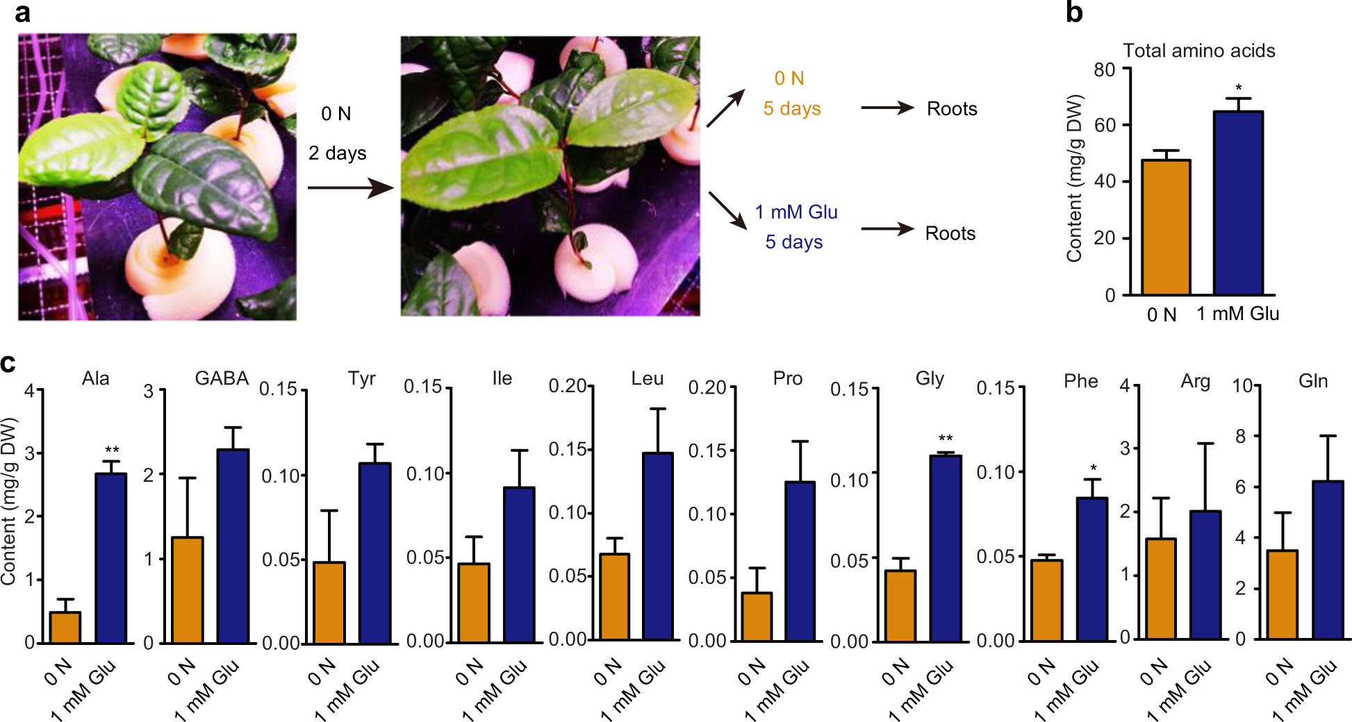 Fig. 2: Amino-acid contents in the roots of tea seedlings fed exogenous Glu or subjected to N stress.