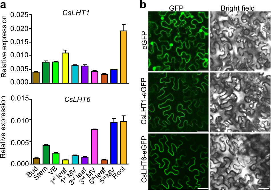 Fig. 7: Tissue-specific expression of CsLHT1 and CsLHT6 and their subcellular localization.