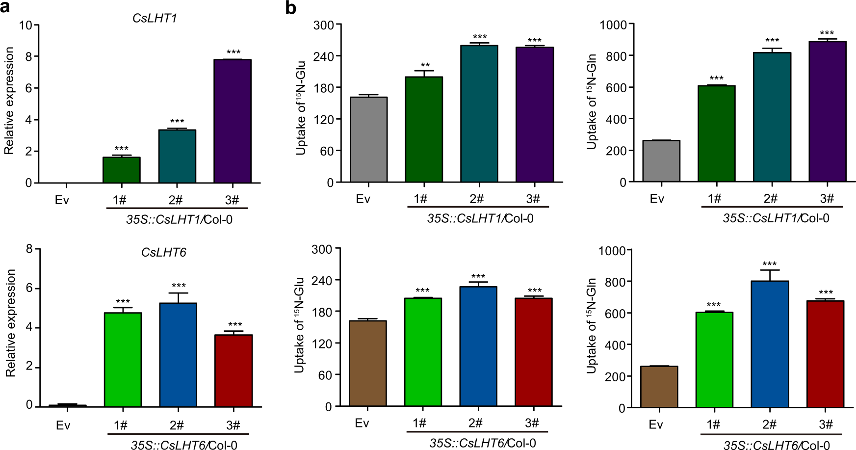 Fig. 8: 15N-Glu and 15N-Gln uptake by Arabidopsis lines overexpressing CsLHT1 and CsLHT6.