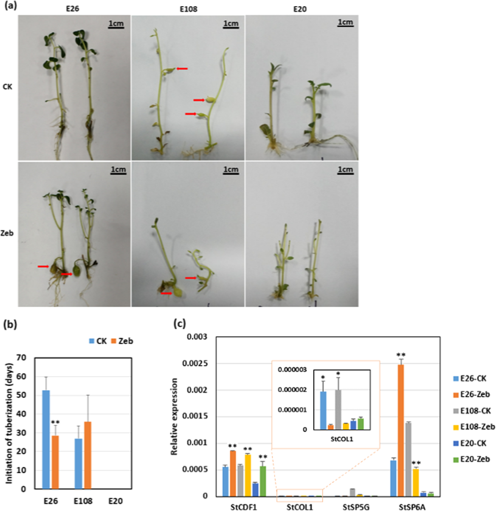 DNA methylation affects photoperiodic tuberization in potato (Solanum tuberosum L.) by mediating the expression of genes related to the photoperiod and GA pathways Horticulture Research