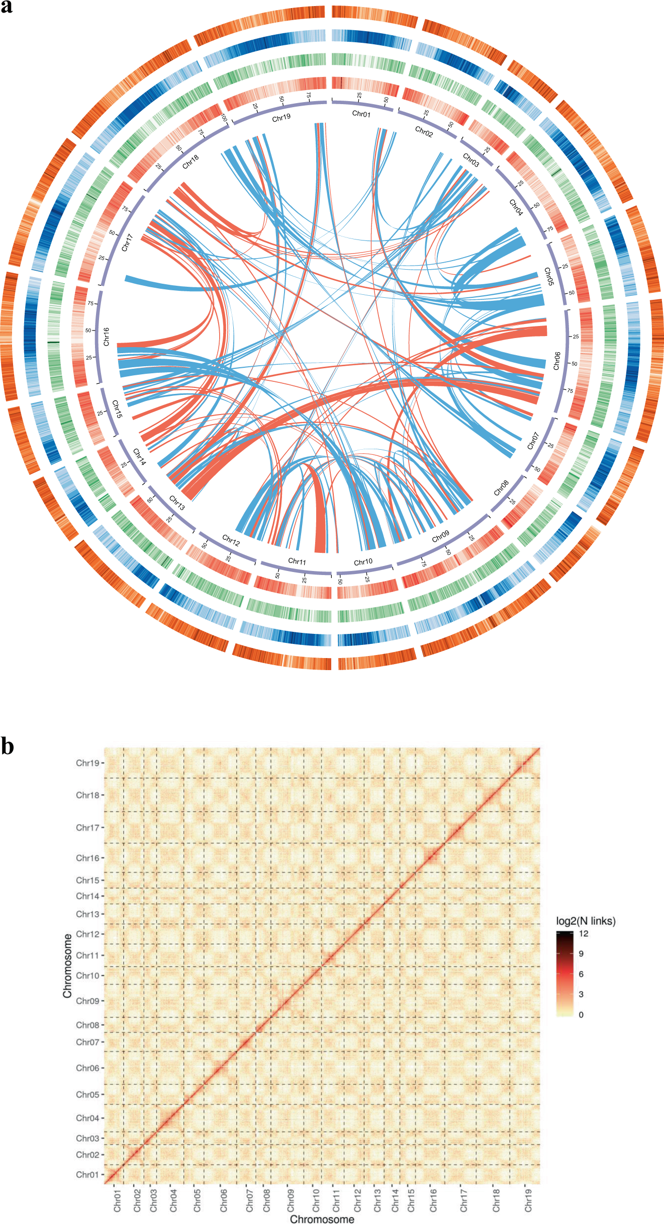 Fig. 2: Chromosomal features and intensity signal heat map of D. chrysotoxum chromosomes according to Hi-C output.
