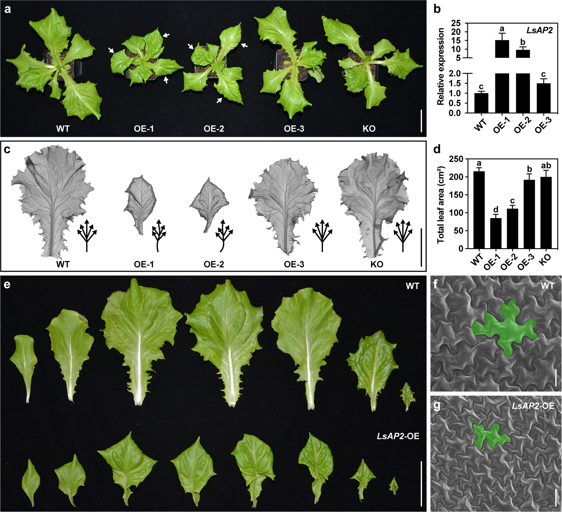 Fig. 3: Overexpression of LsAP2 leads to small and crinkly leaves.