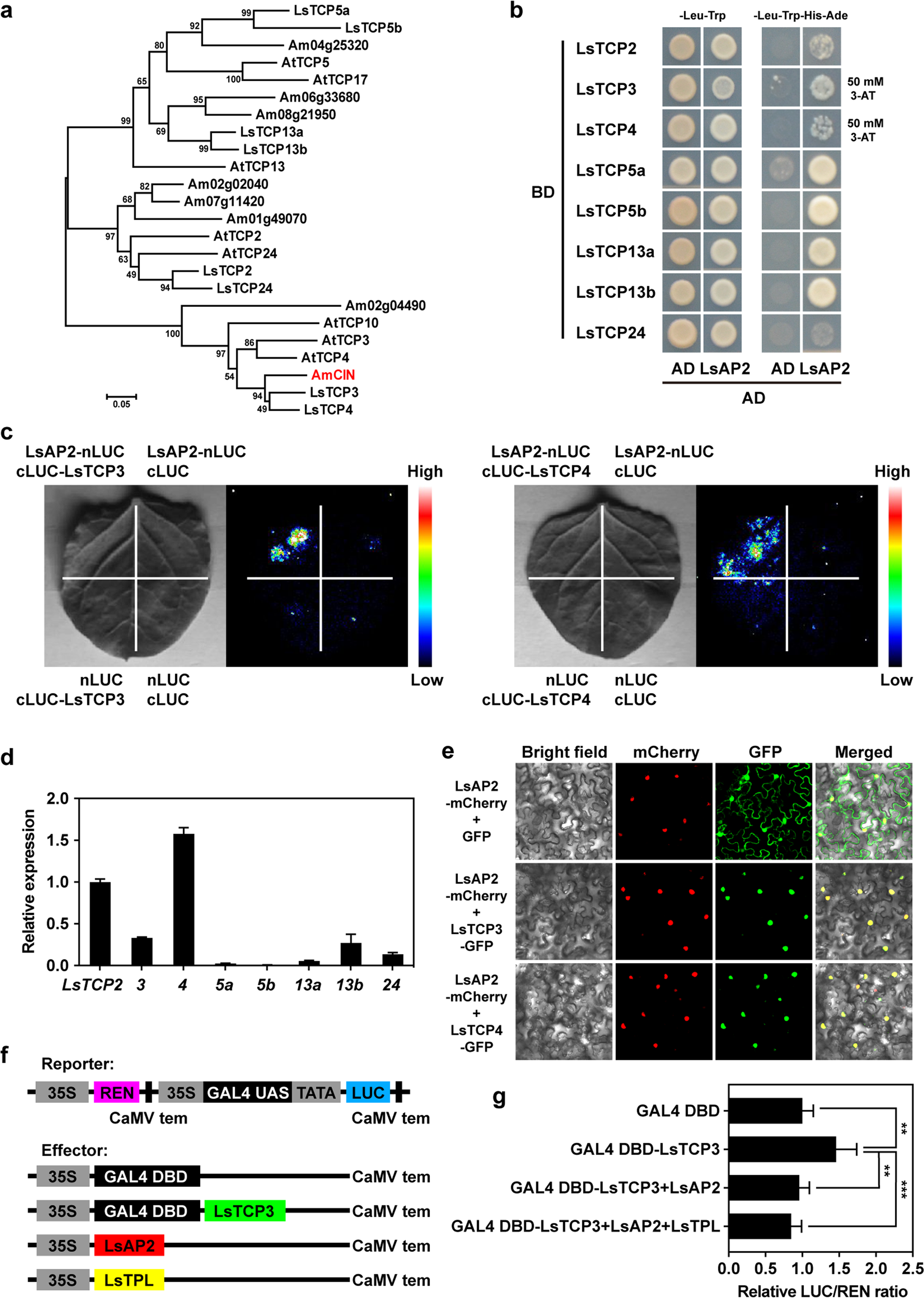 Fig. 4: LsAP2 interacts with CIN-like TCPs and inhibits their transcriptional activation activity.