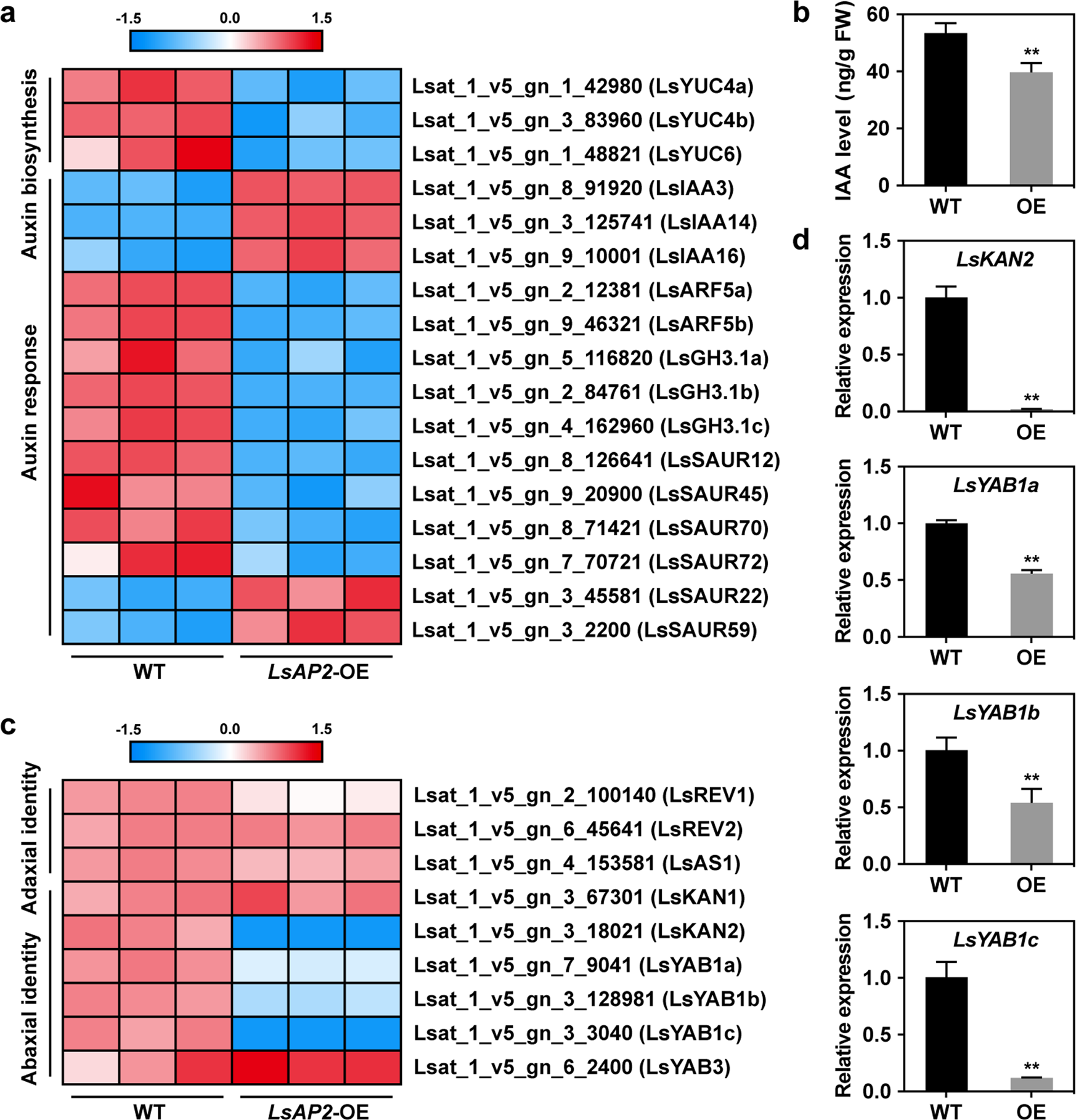Fig. 5: LsAP2 affects the expression of auxin- and polarity-related genes.