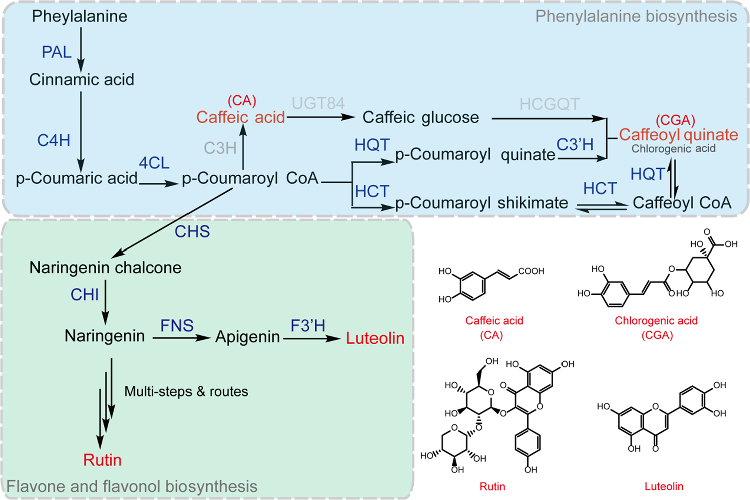 The Basic Helix Loop Helix Transcription Factor Tabhlh1 Increases Chlorogenic Acid And Luteolin Biosynthesis In Taraxacum Antungense Kitag Horticulture Research The Basic Helix Loop Helix Transcription Factor Tabhlh1 Increases Chlorogenic Acid And Luteolin Biosynthesis In Taraxacum Antungense Kitag Horticulture Research
