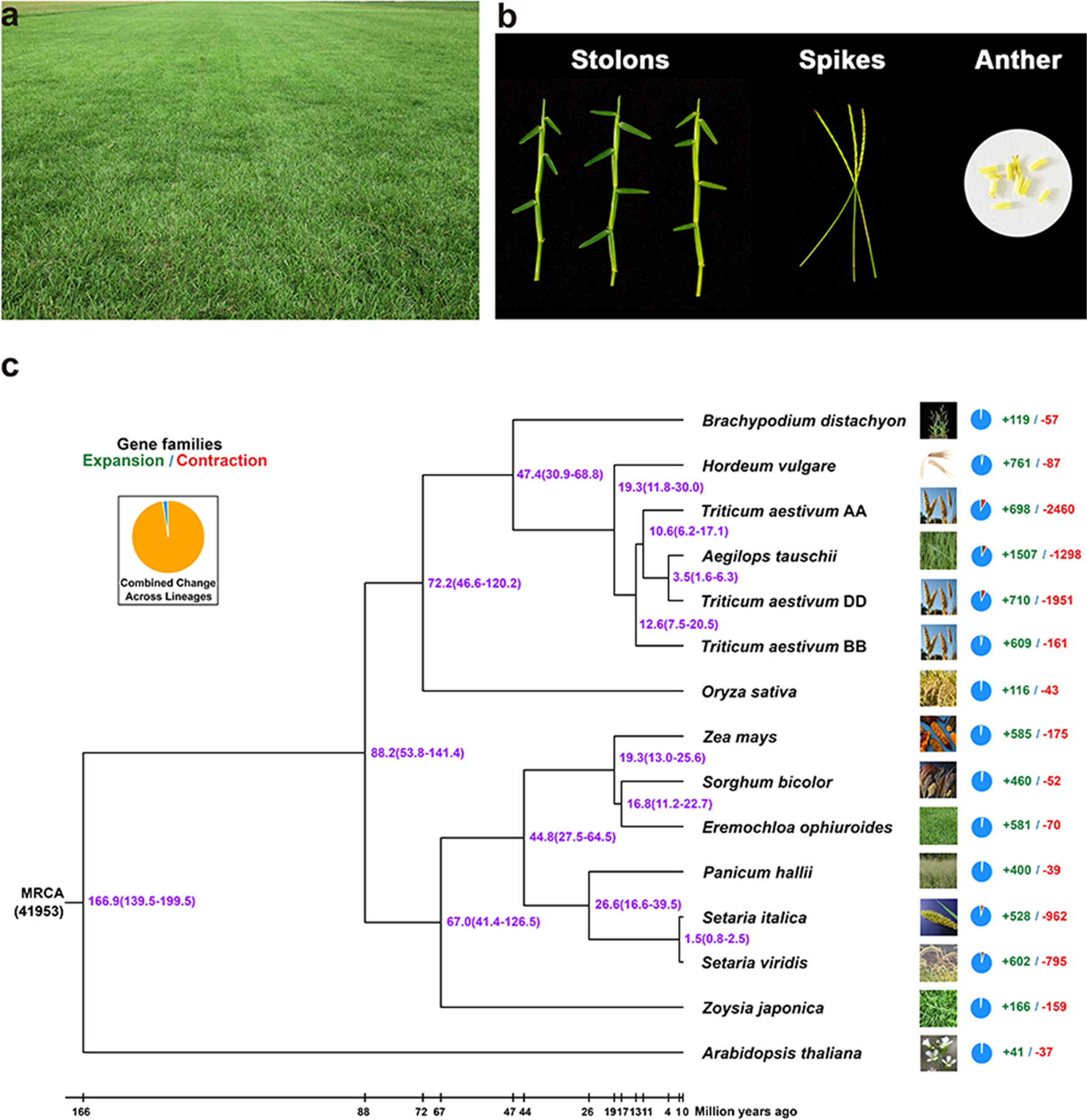 A high-quality chromosome-scale assembly of the centipedegrass [Eremochloa  ophiuroides (Munro) Hack.] genome provides insights into chromosomal  structural evolution and prostrate growth habit | Horticulture Research
