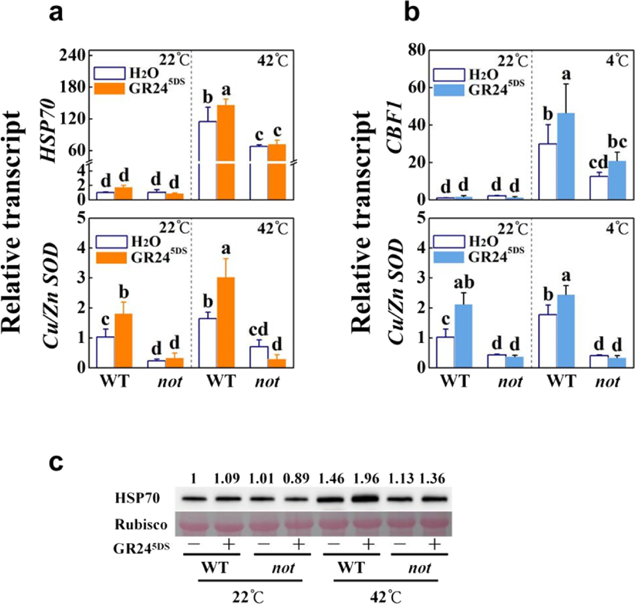 Fig. 7: Effects of GR245DS on heat- and cold-responsive genes and HSP70 protein accumulation in wild-type (WT; Ailsa Craig) and ABA-deficient mutant not plants.