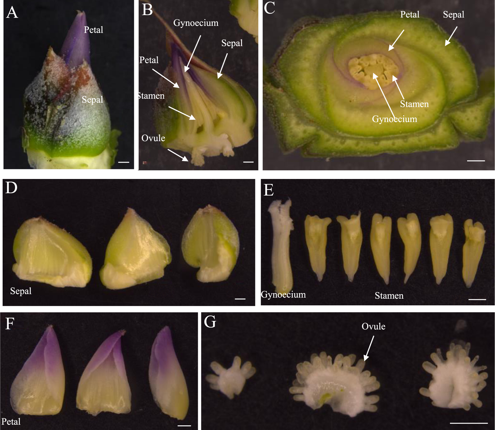 Fig. 1: Phenology of pineapple flower.