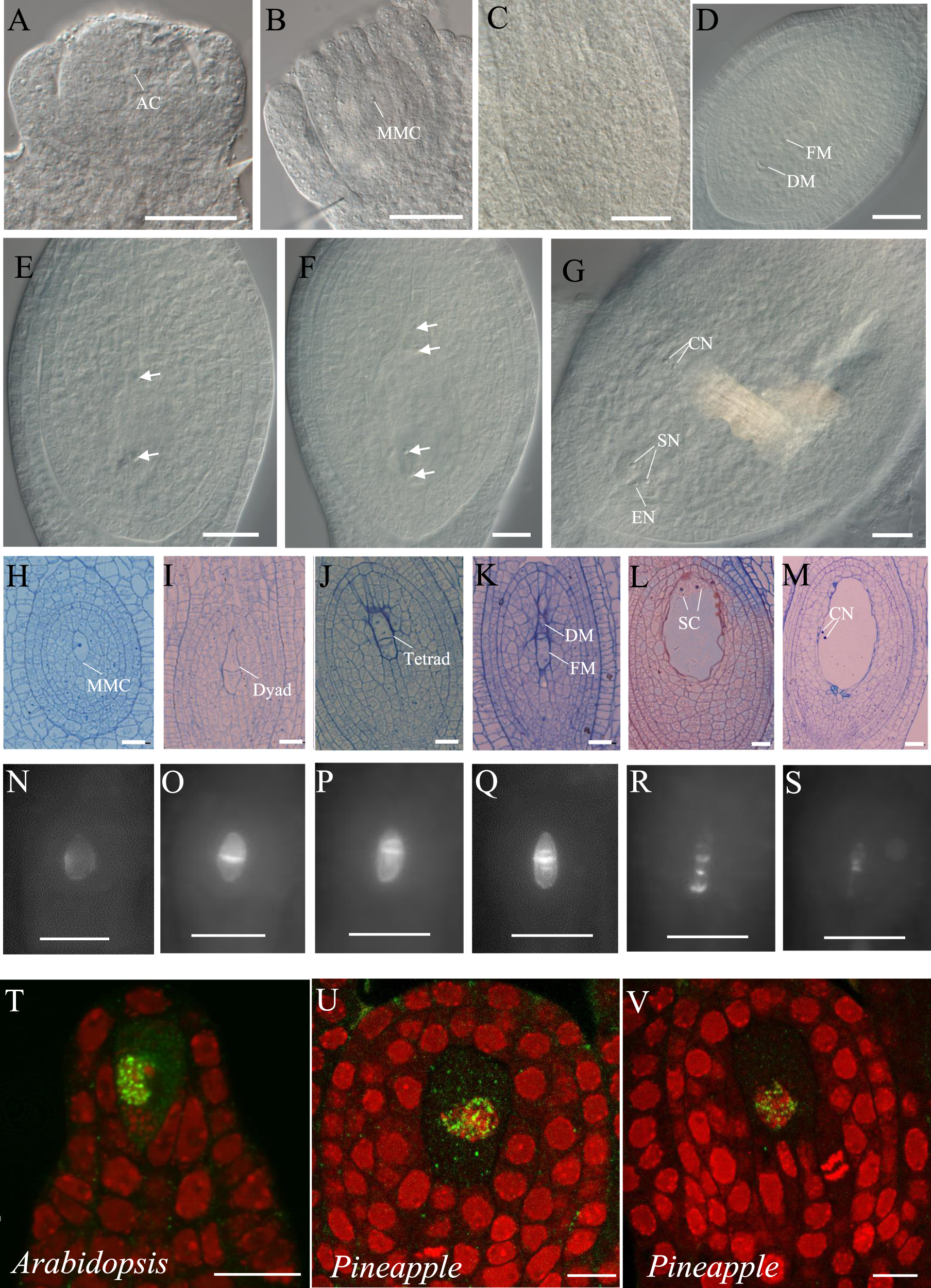 Fig. 2: Female germline development in pineapple.