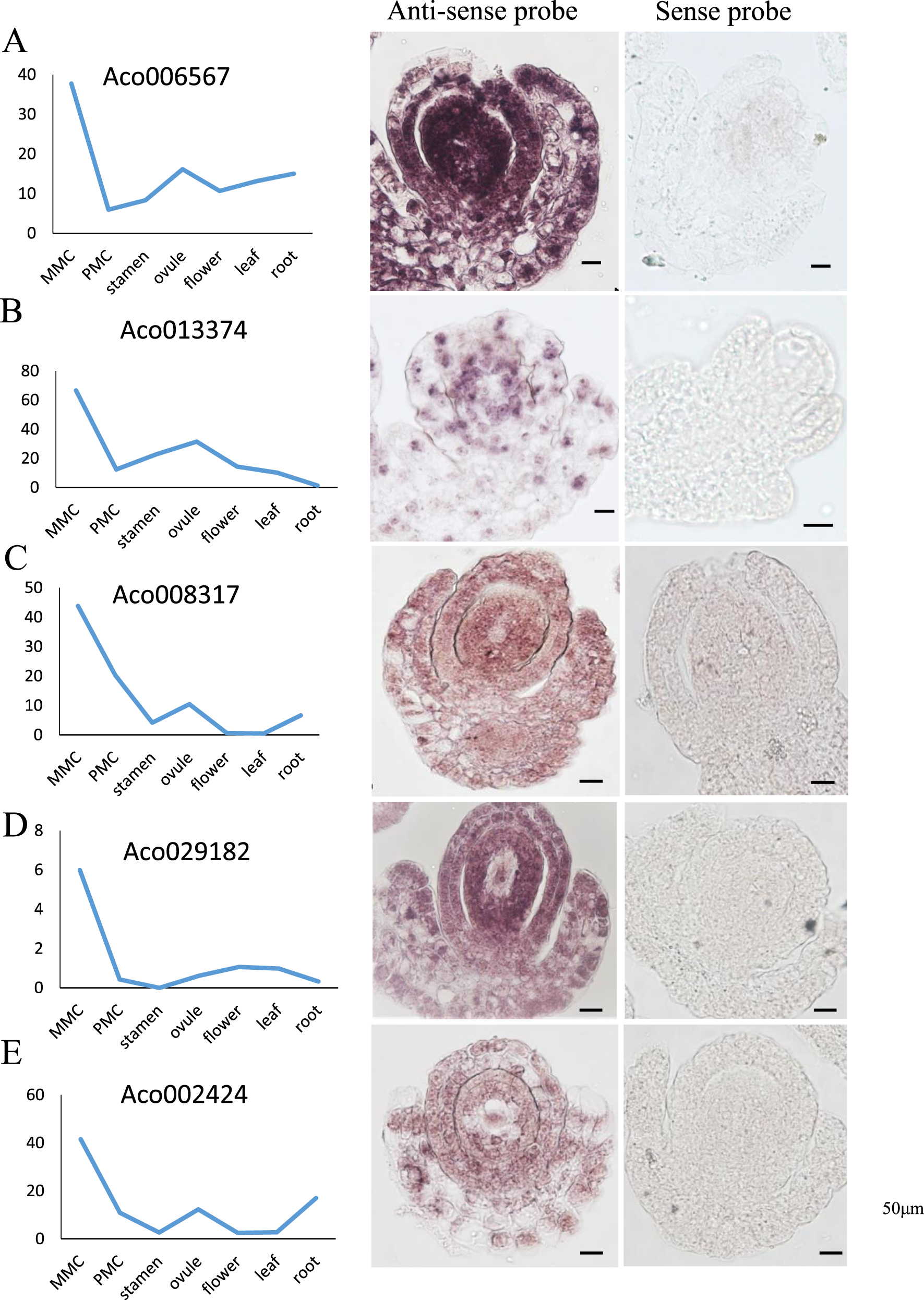 Fig. 9: In situ hybridization analysis of candidate genes in MMC-stage ovules.