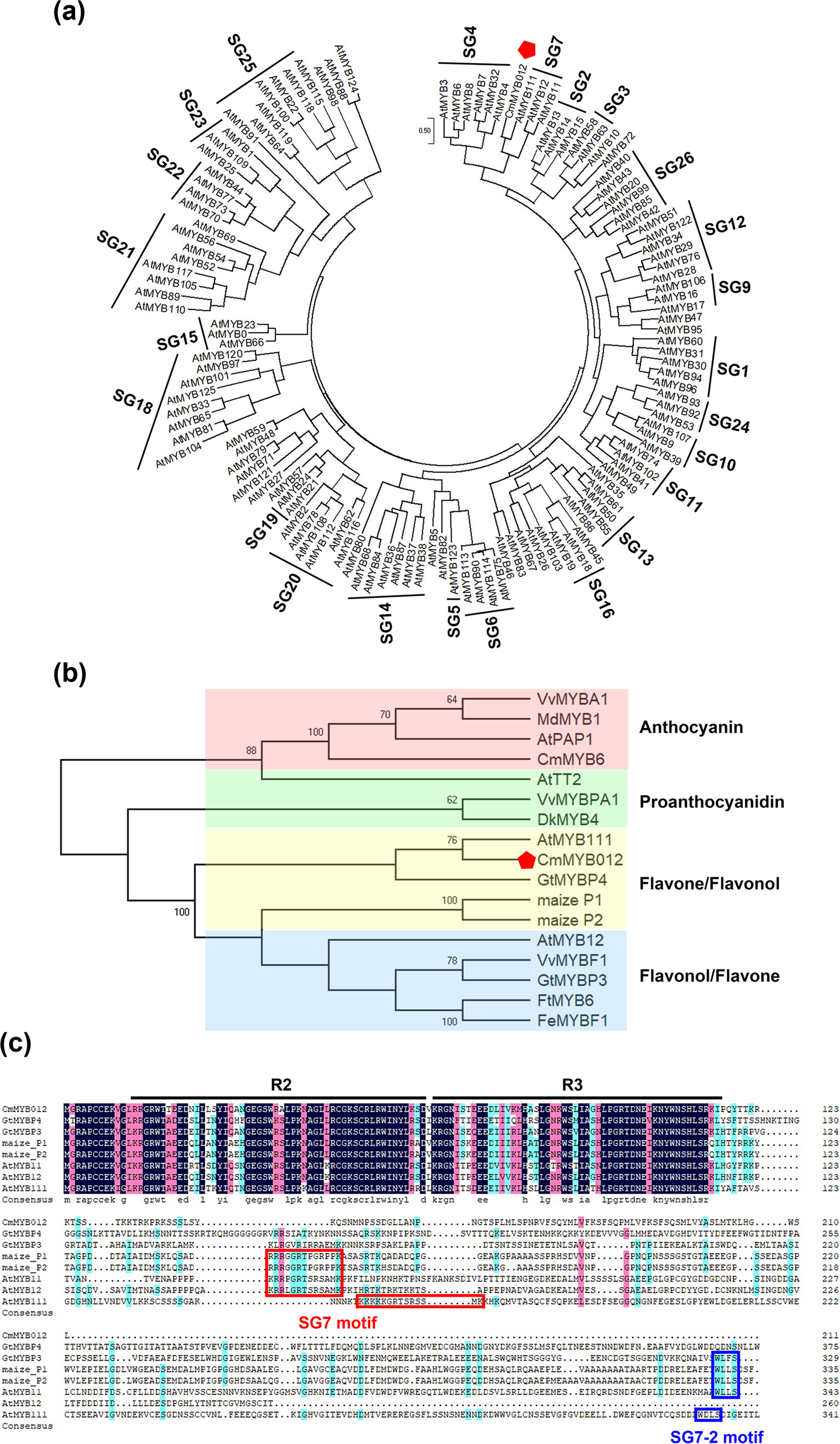 Fig. 3: CmMYB012 is an atypical SG7 R2R3-MYB protein.