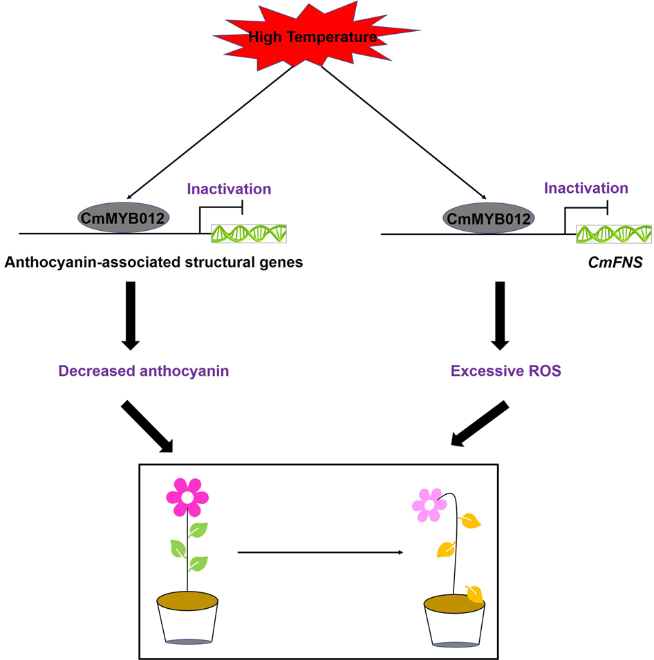 Fig. 8: Model of CmMYB012-mediated chrysanthemum plant responses to high temperatures.