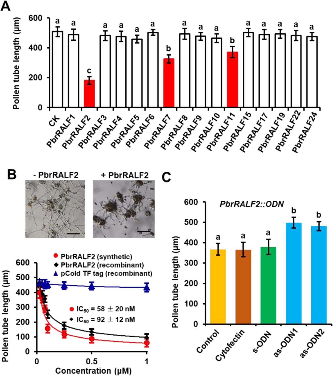 Pbrralf2 Elicited Reactive Oxygen Species Signaling Is Mediated By The Pbrcrrlk1l13 Pbrmpk18 Module In Pear Pollen Tubes Horticulture Research