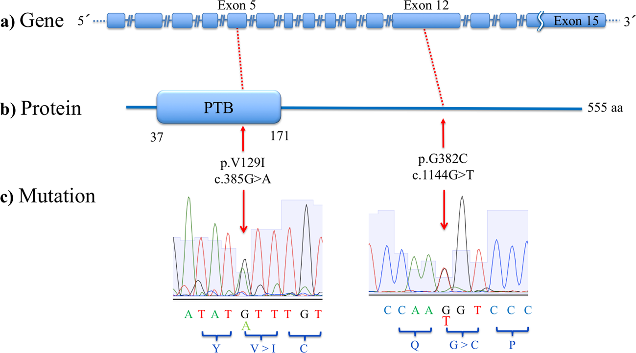 Fig. 1: Locations of novel rare variants in DAB1.