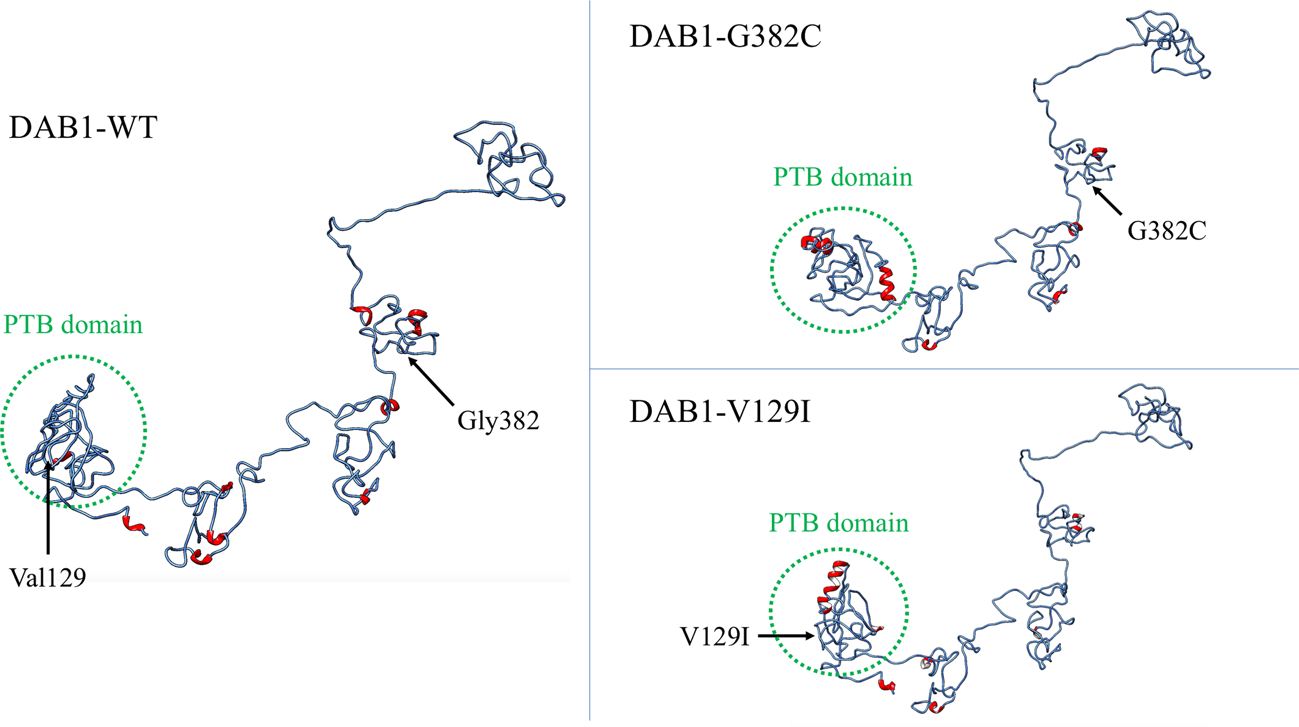 Fig. 2: 3D model of the protein structure of DAB1 with variants compared to the wild type.