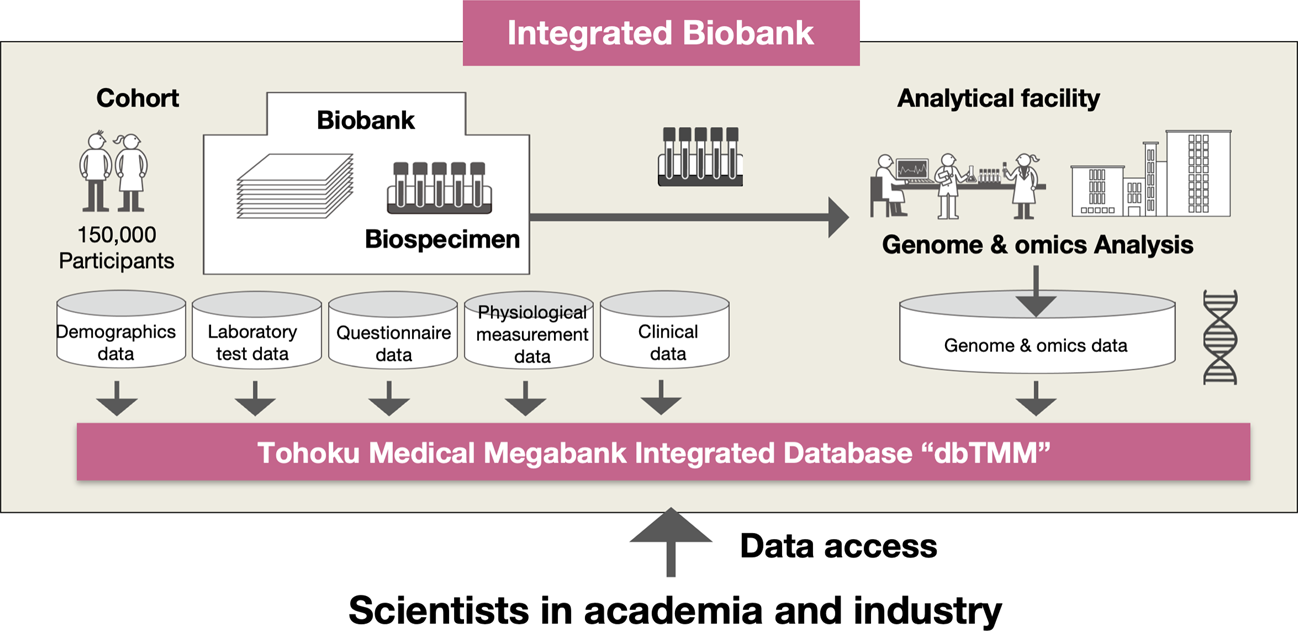 dbTMM: an integrated database of large-scale cohort, genome and clinical data for the Tohoku Medical Megabank Project | Human Genome Variation dbtmm-an-integrated-database-of-large-scale-cohort-genome-and-clinical-data-for-the-tohoku-medical-megabank-project-human-genome-variation