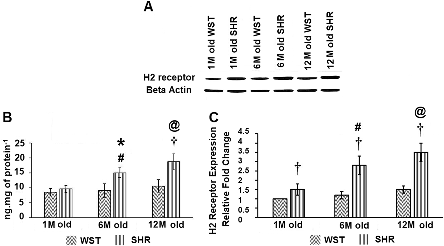 Association Of Histamine With Hypertension Induced Cardiac