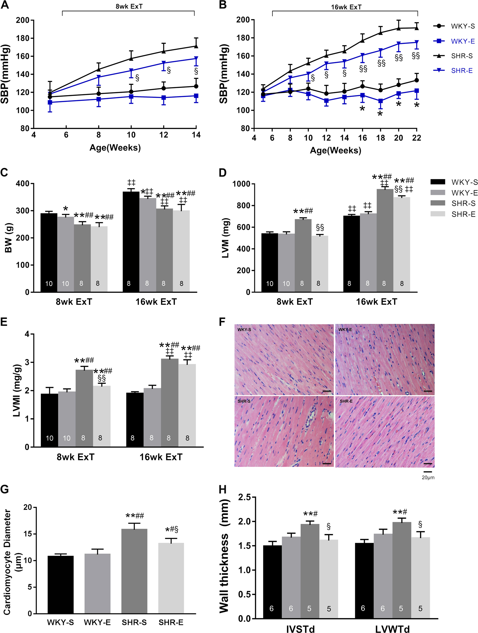 Prehypertension Exercise Training Attenuates Hypertension - 