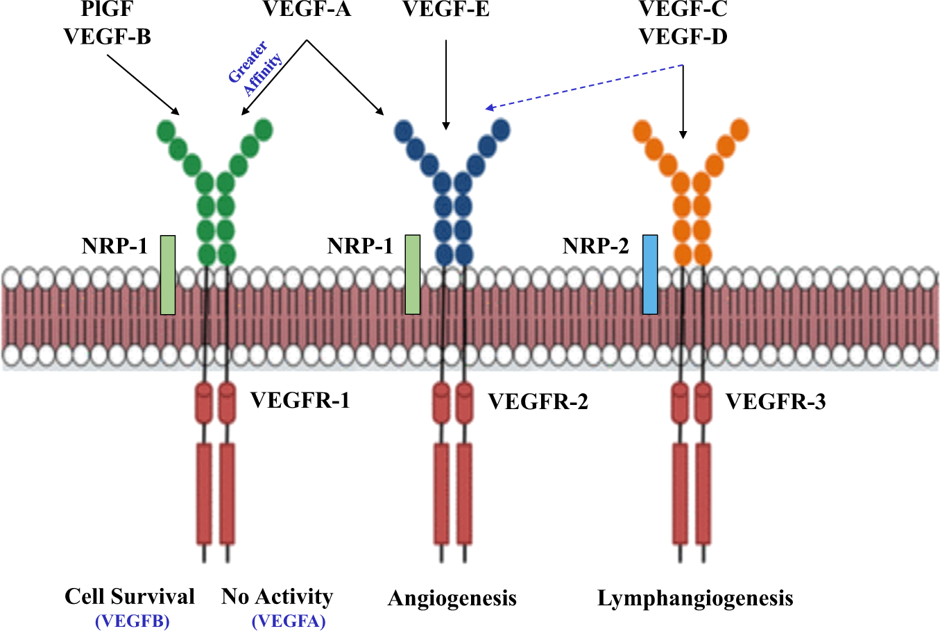 HIV protease inhibitors are potent anti-angiogenic molecules and promote  regression of Kaposi sarcoma