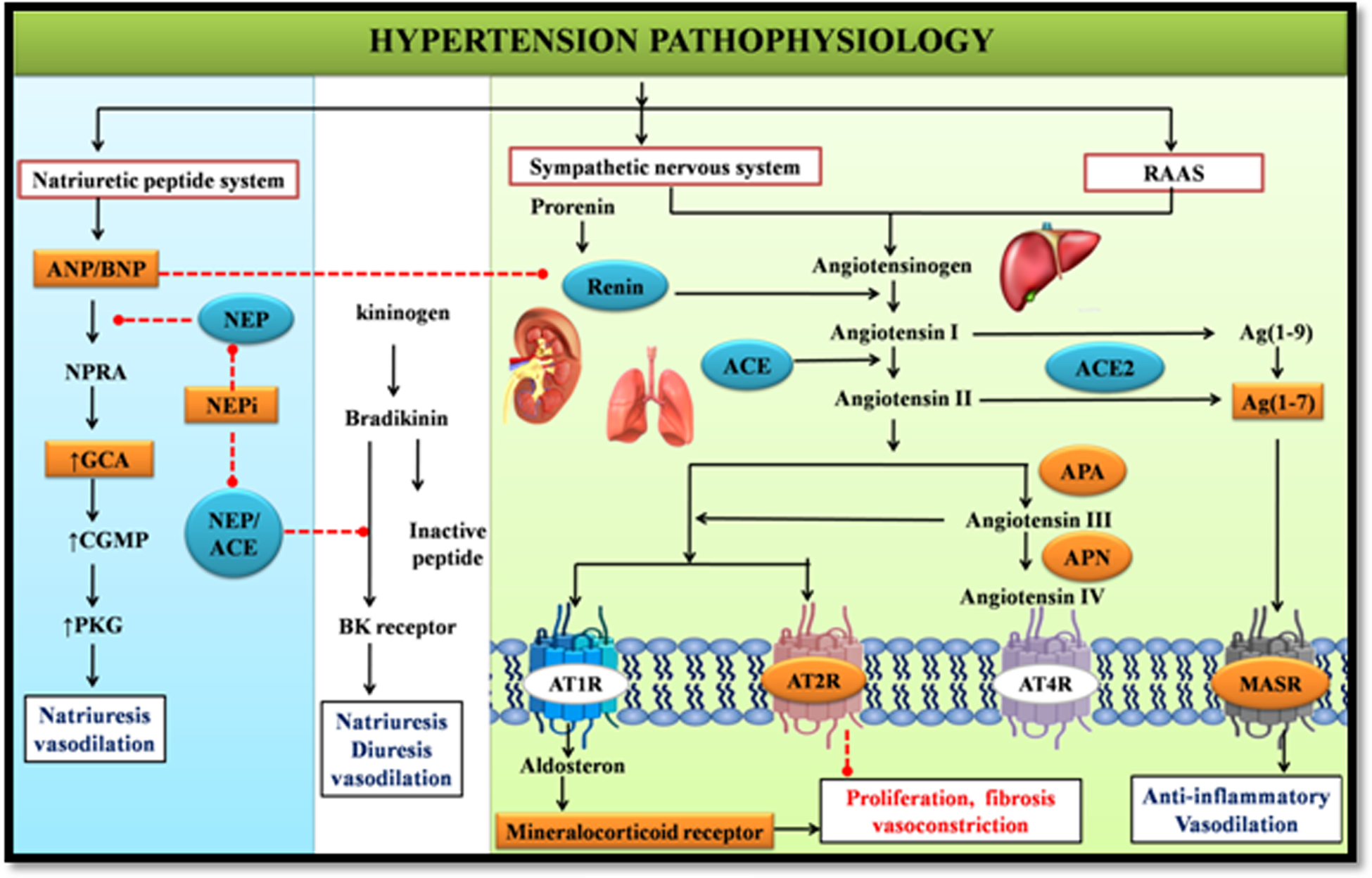 Novel therapeutics for the treatment of hypertension and its associated  complications: peptide- and nonpeptide-based strategies | Hypertension  Research