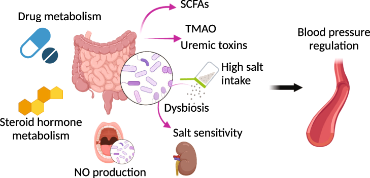 Pharmacokinetics of the most commonly used antihypertensive drugs